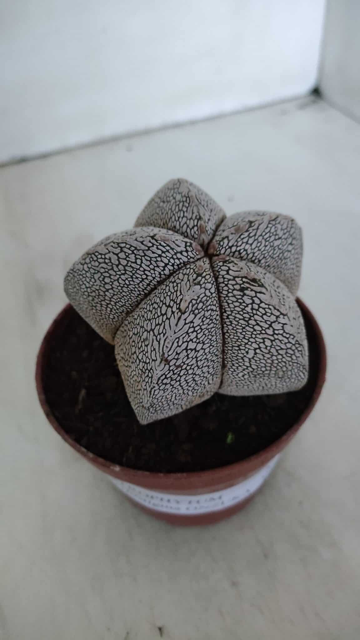 ASTROPHYTUM MYRIOSTIGMA Onzuka  Nº 722 – vaso 11