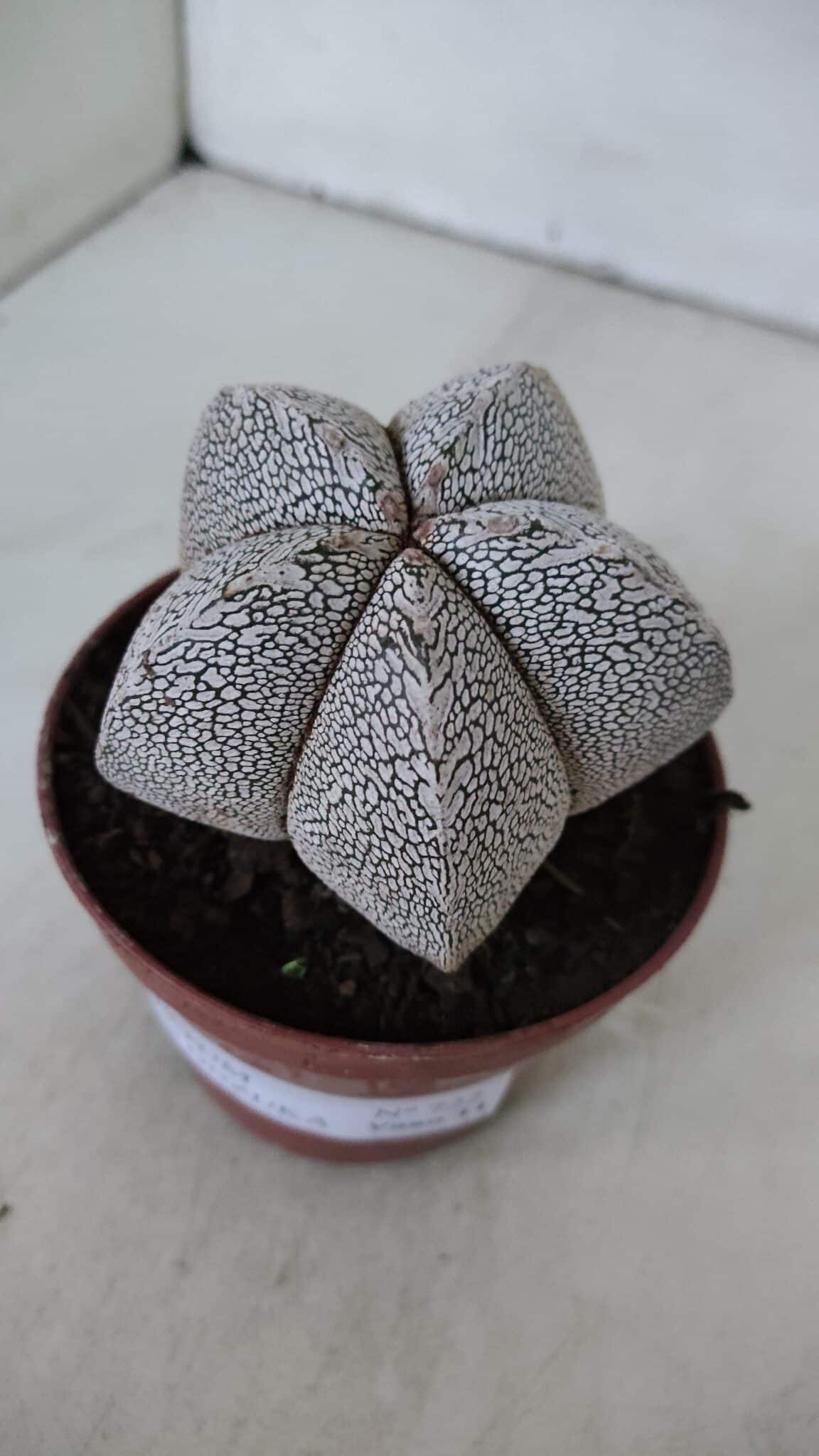 ASTROPHYTUM MYRIOSTIGMA Onzuka  Nº 722 – vaso 11