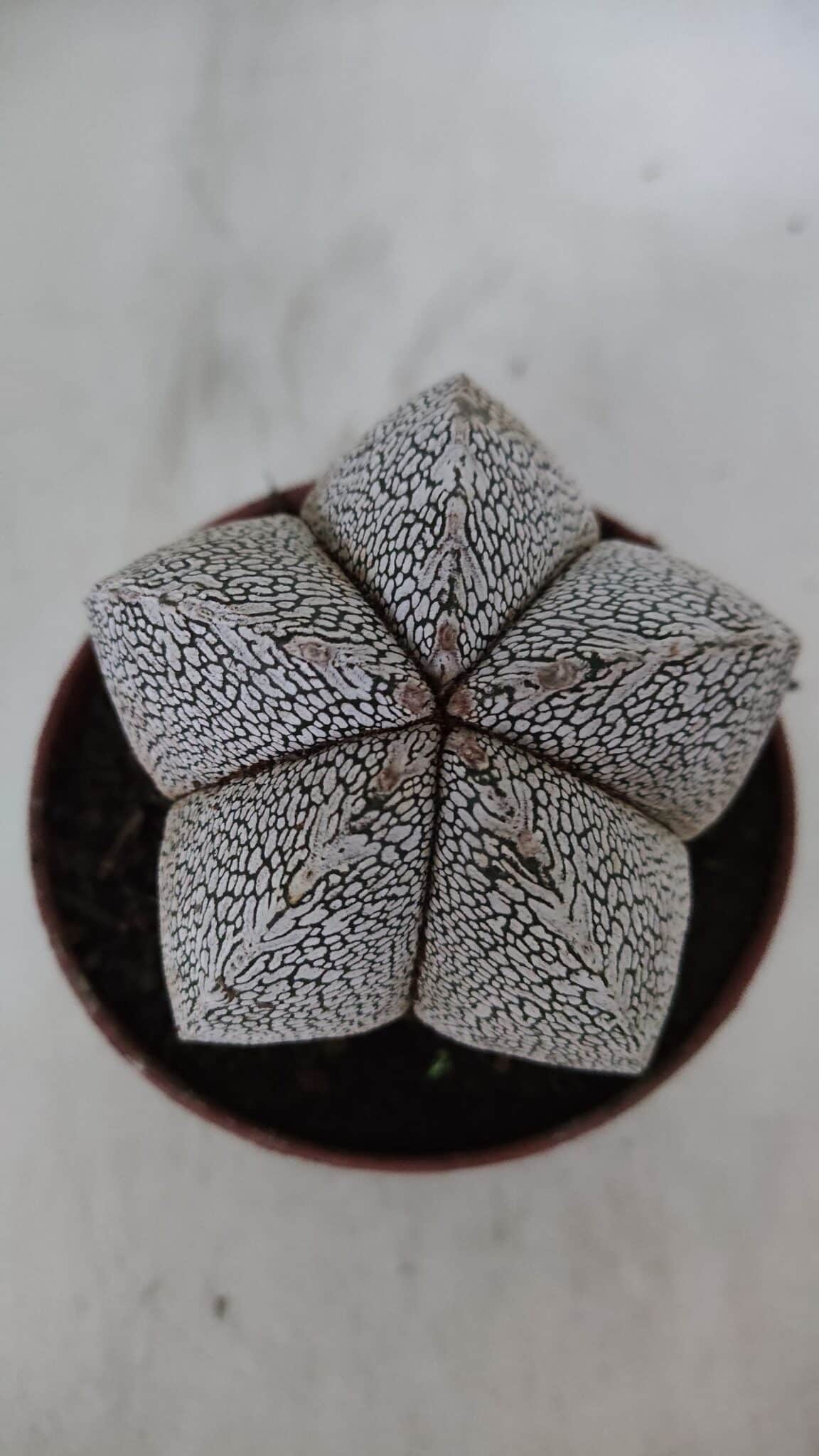 ASTROPHYTUM MYRIOSTIGMA Onzuka  Nº 722 – vaso 11