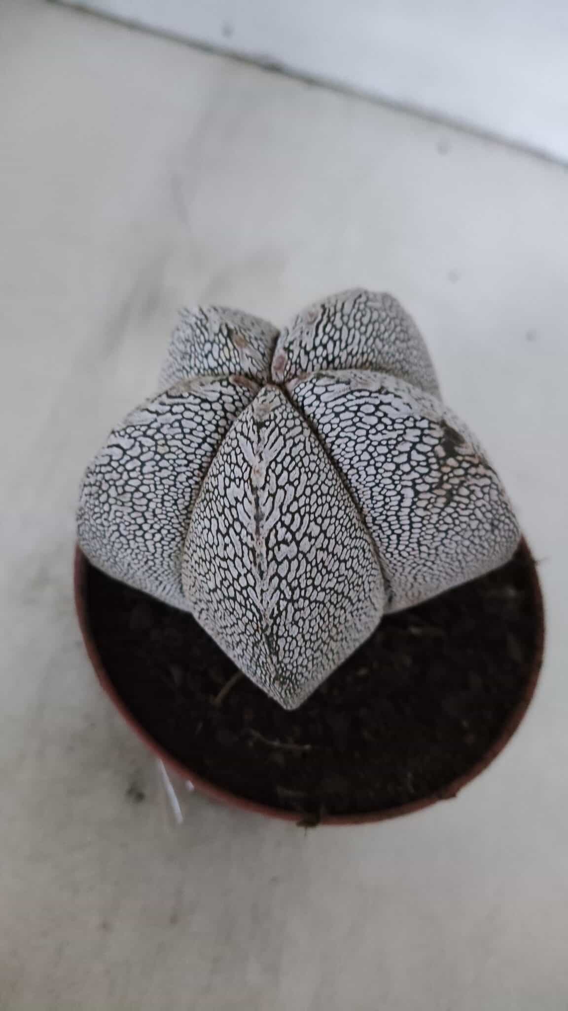 ASTROPHYTUM MYRIOSTIGMA Onzuka  Nº 722 – vaso 11