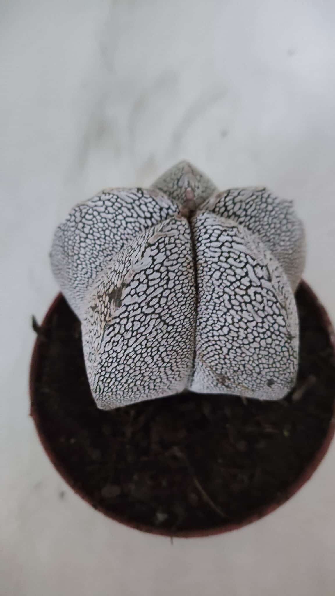 ASTROPHYTUM MYRIOSTIGMA Onzuka  Nº 722 – vaso 11
