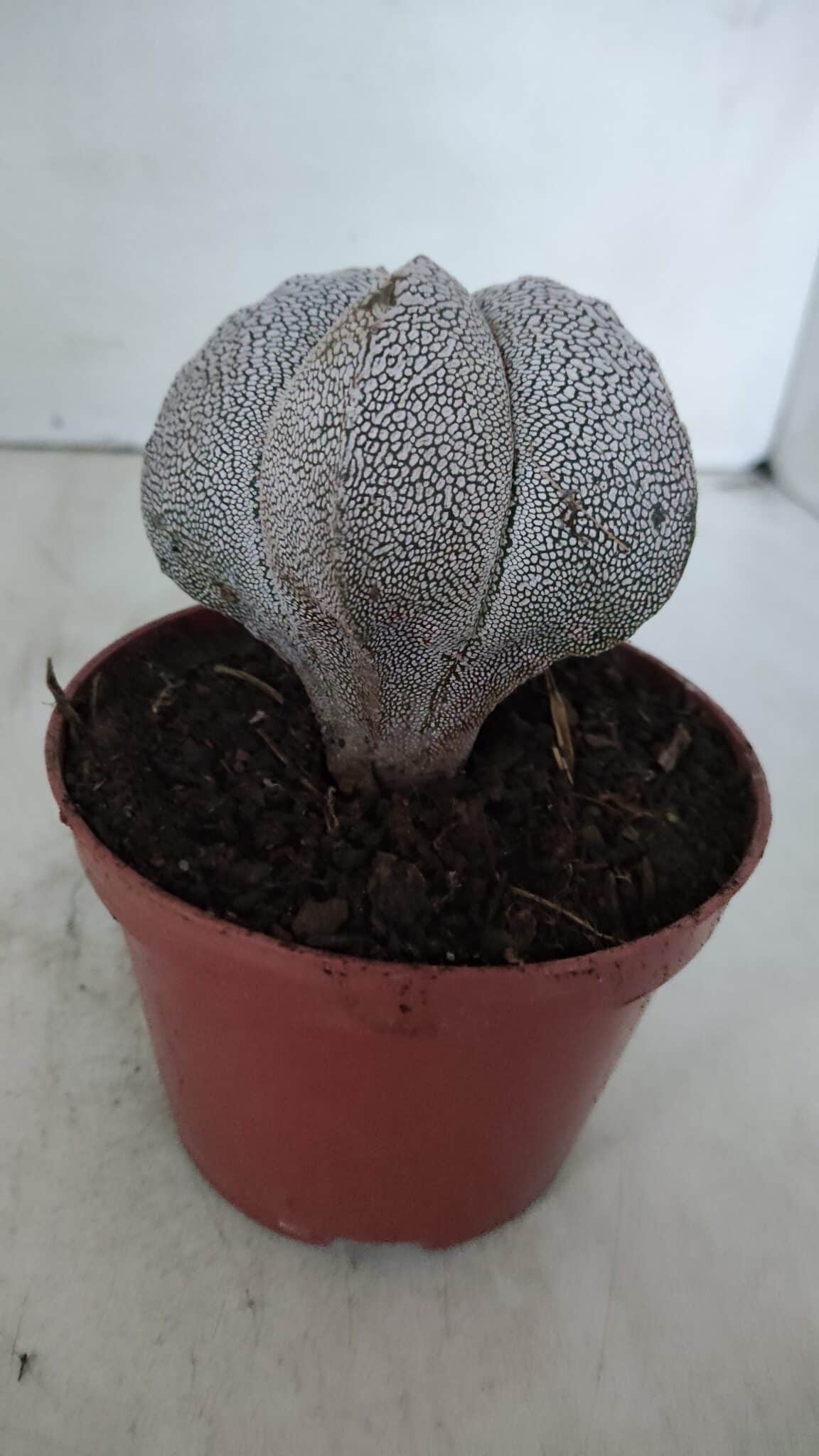 ASTROPHYTUM MYRIOSTIGMA Onzuka  Nº 722 – vaso 11