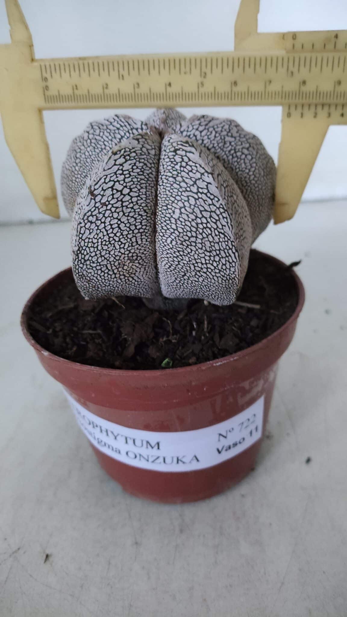 ASTROPHYTUM MYRIOSTIGMA Onzuka  Nº 722 – vaso 11