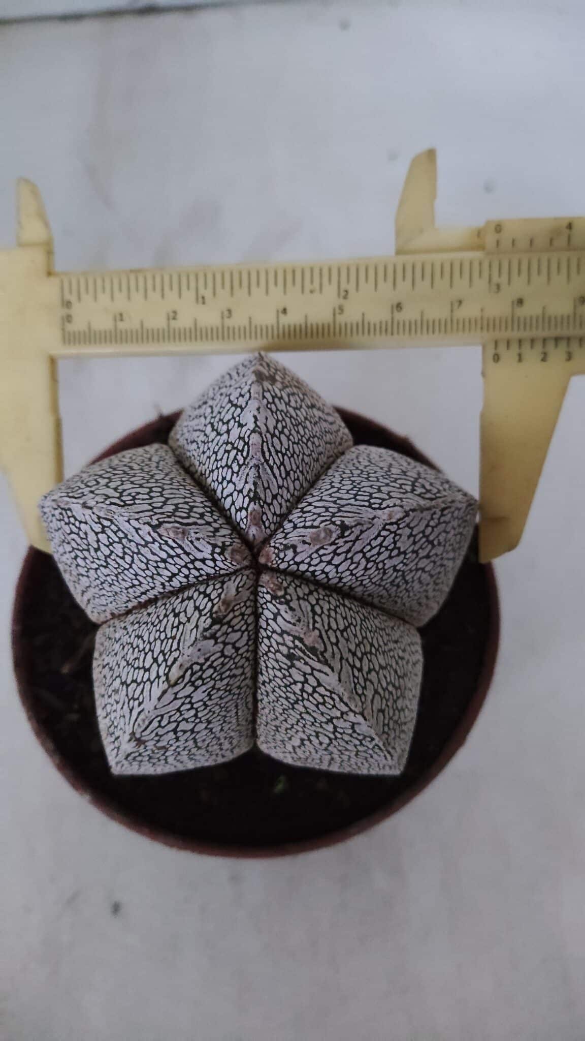 ASTROPHYTUM MYRIOSTIGMA Onzuka  Nº 722 – vaso 11