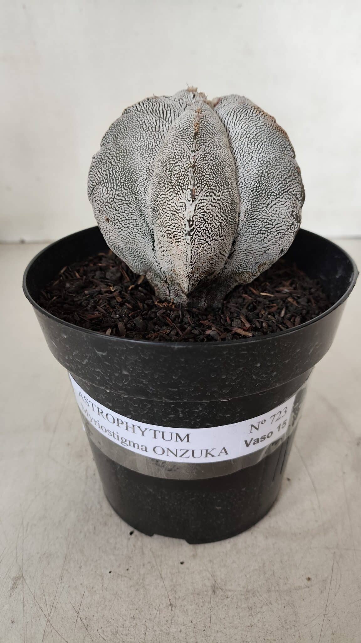ASTROPHYTUM MYRIOSTIGMA Onzuka  Nº 723 – vaso 15