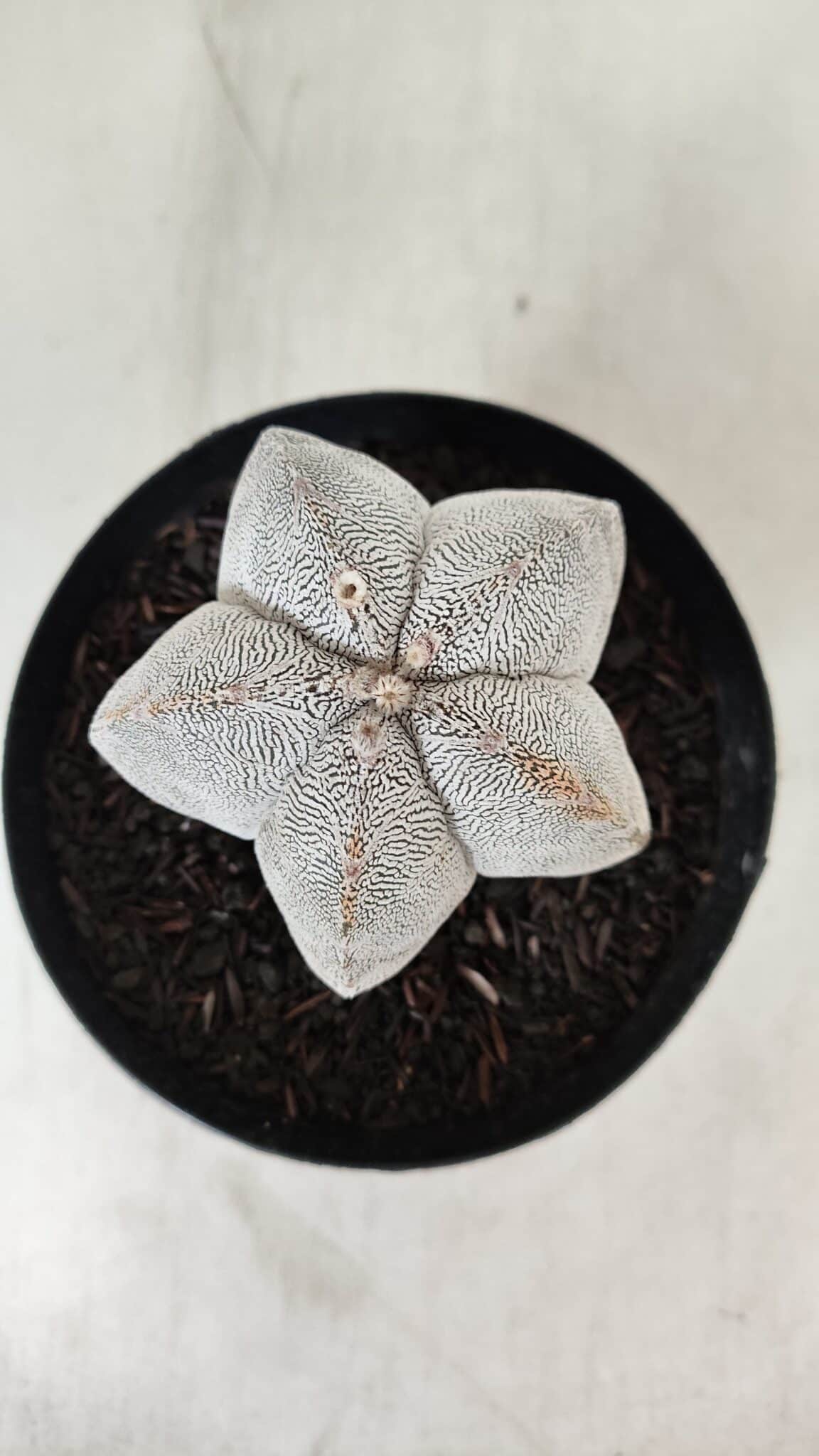 ASTROPHYTUM MYRIOSTIGMA Onzuka  Nº 723 – vaso 15