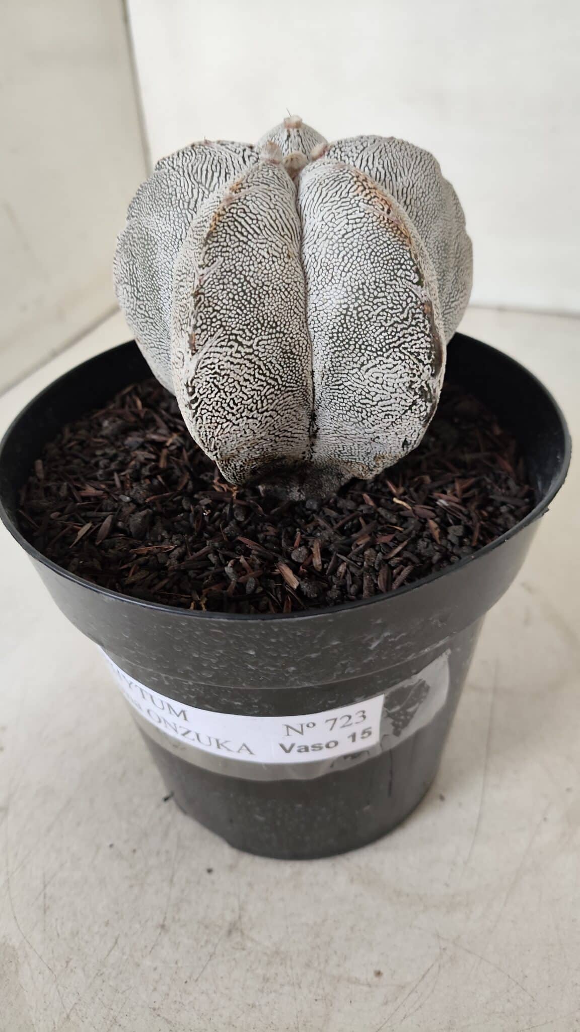 ASTROPHYTUM MYRIOSTIGMA Onzuka  Nº 723 – vaso 15
