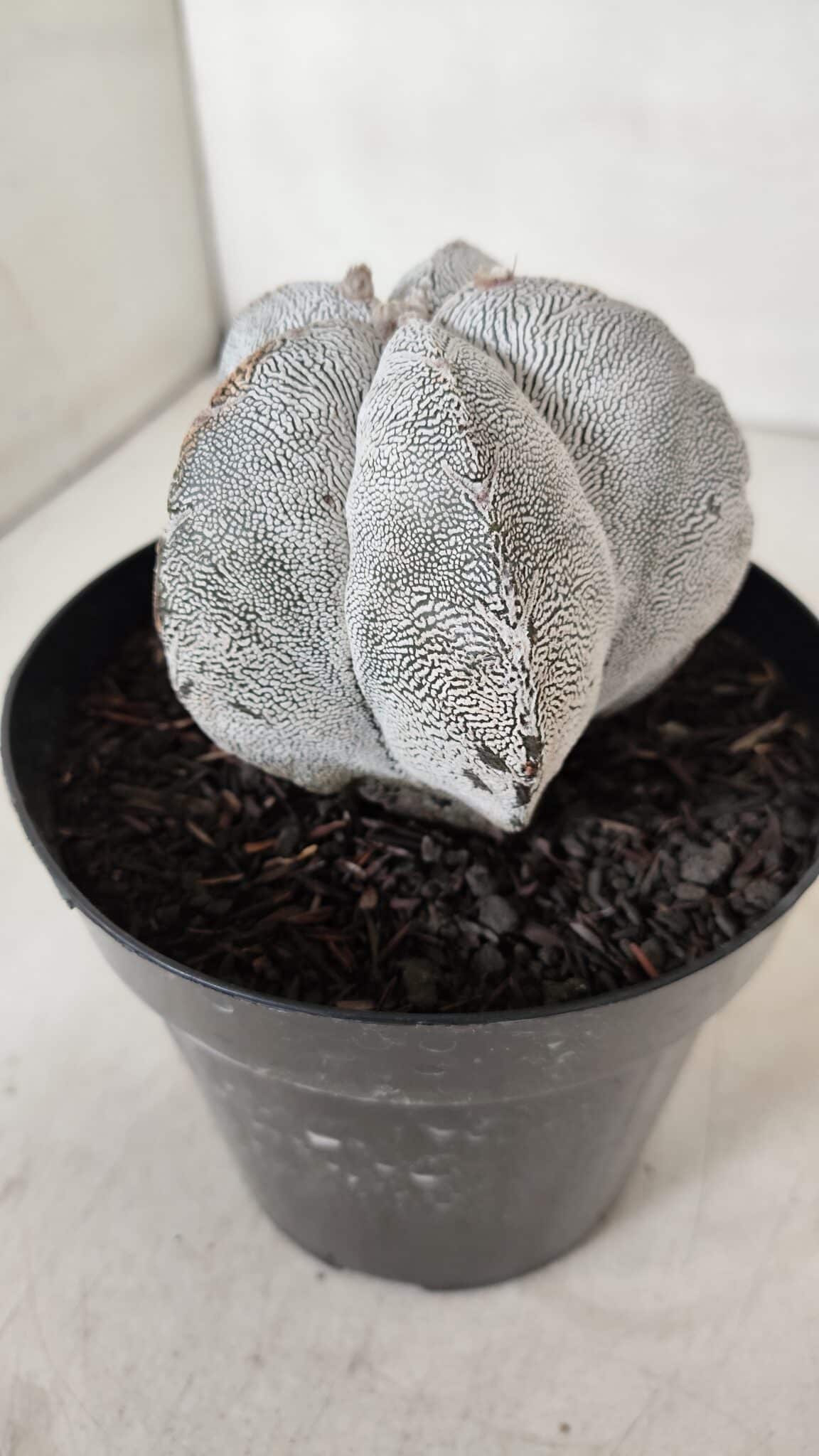 ASTROPHYTUM MYRIOSTIGMA Onzuka  Nº 723 – vaso 15