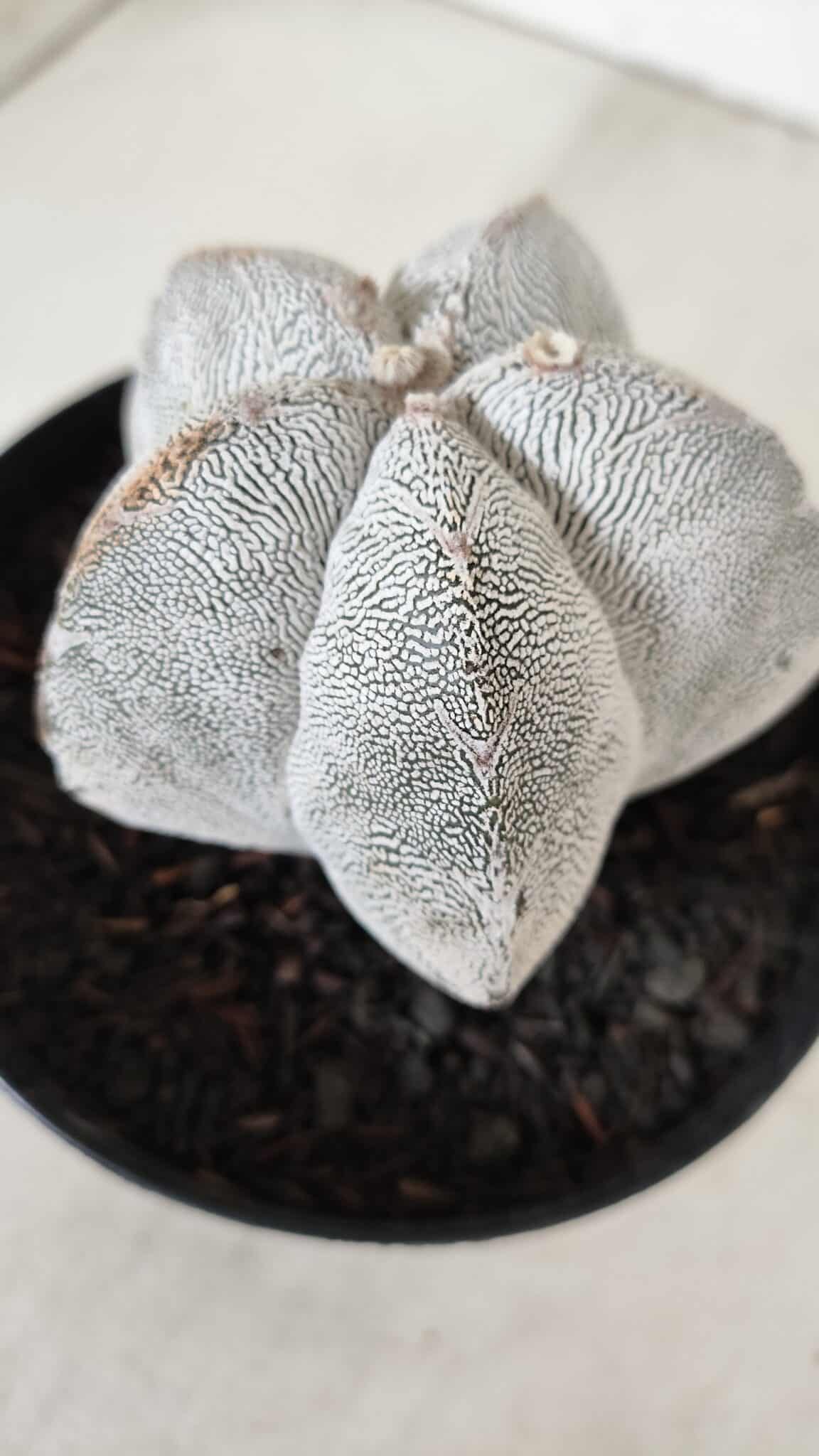 ASTROPHYTUM MYRIOSTIGMA Onzuka  Nº 723 – vaso 15