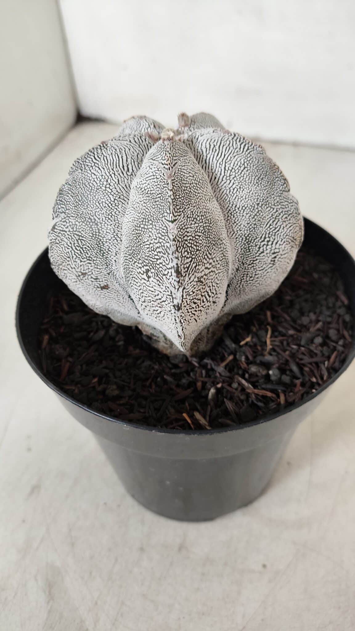ASTROPHYTUM MYRIOSTIGMA Onzuka  Nº 723 – vaso 15