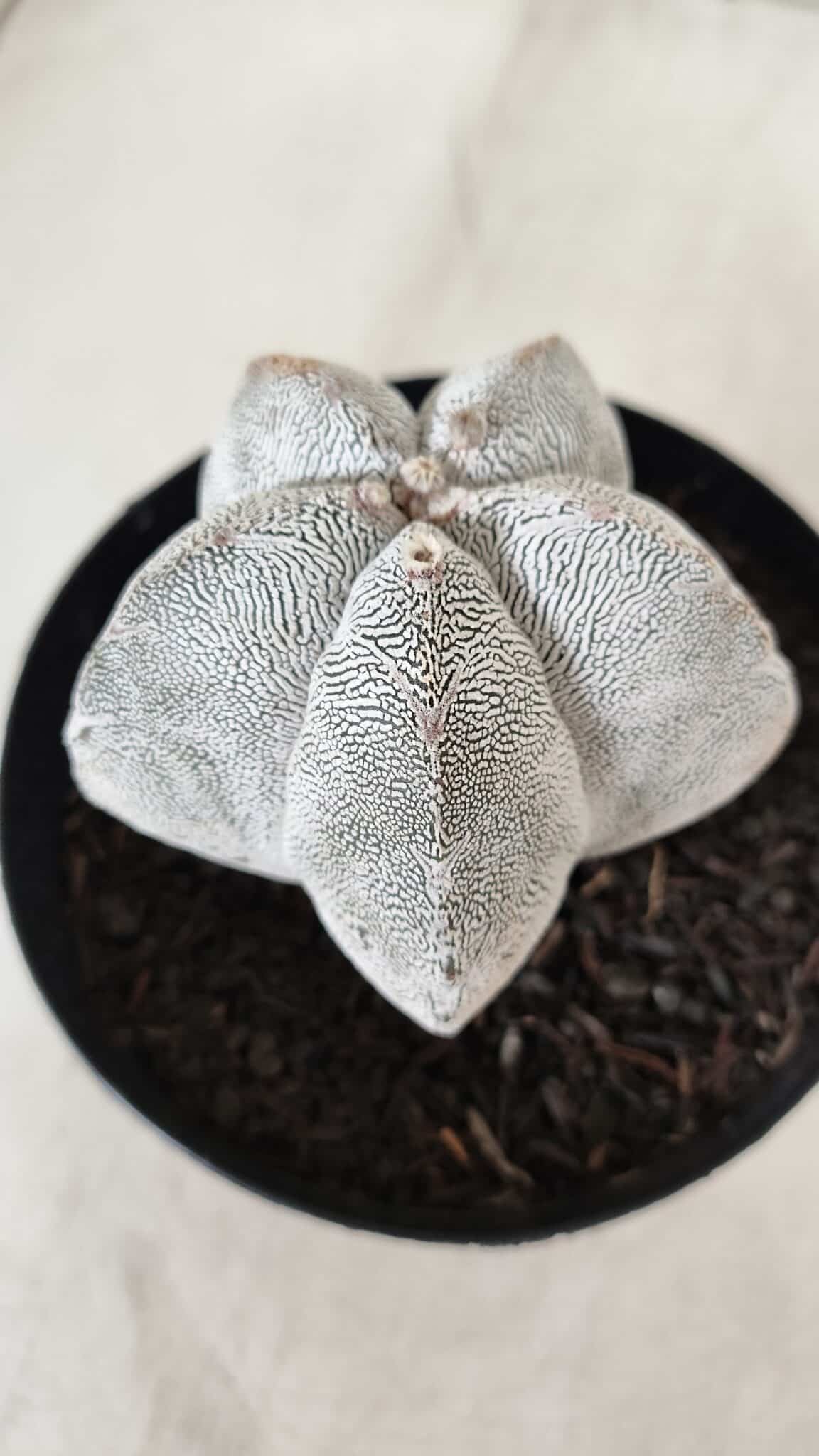 ASTROPHYTUM MYRIOSTIGMA Onzuka  Nº 723 – vaso 15