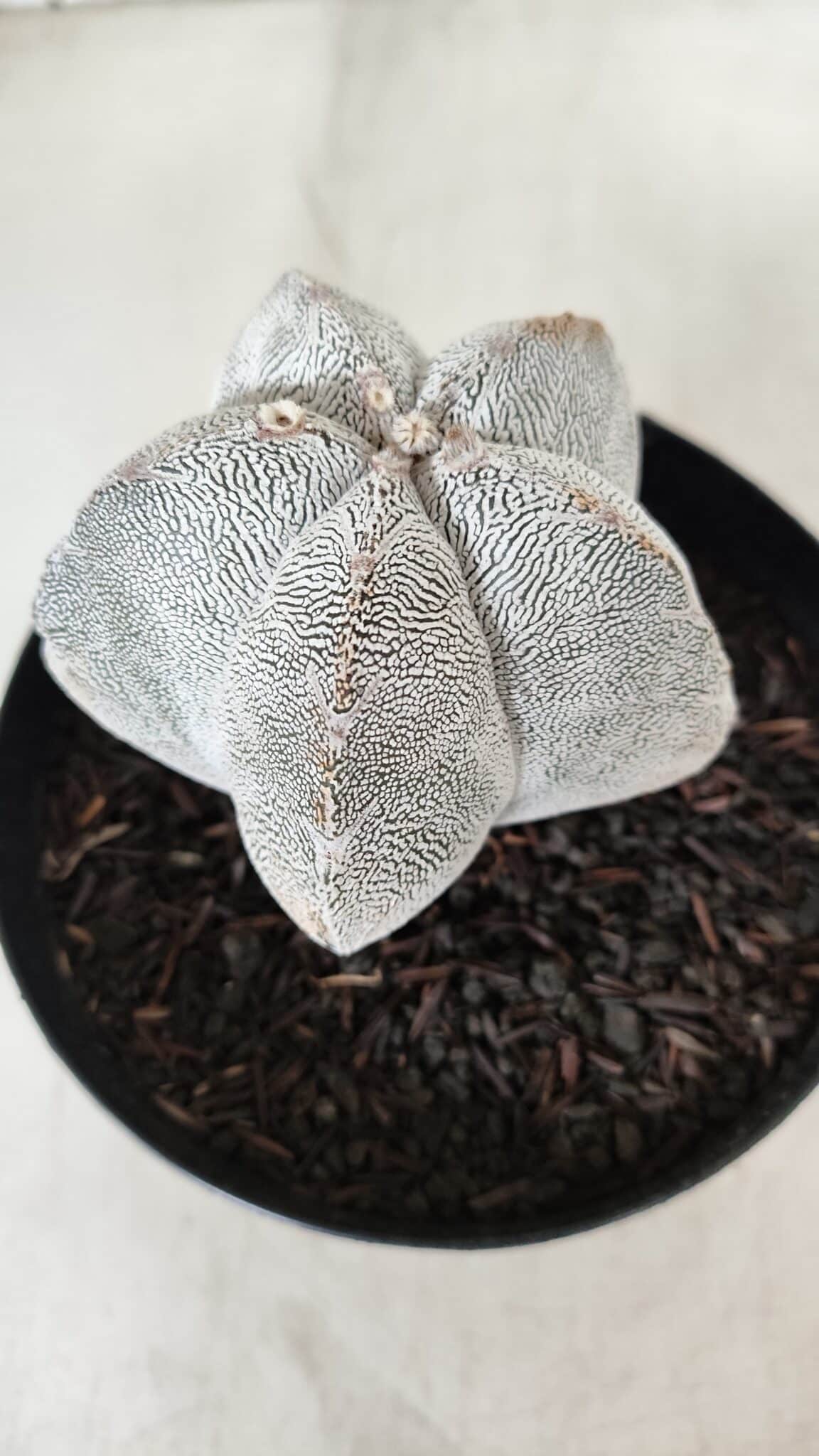 ASTROPHYTUM MYRIOSTIGMA Onzuka  Nº 723 – vaso 15