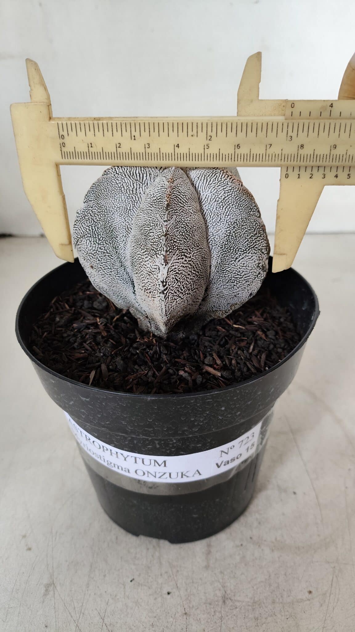 ASTROPHYTUM MYRIOSTIGMA Onzuka  Nº 723 – vaso 15