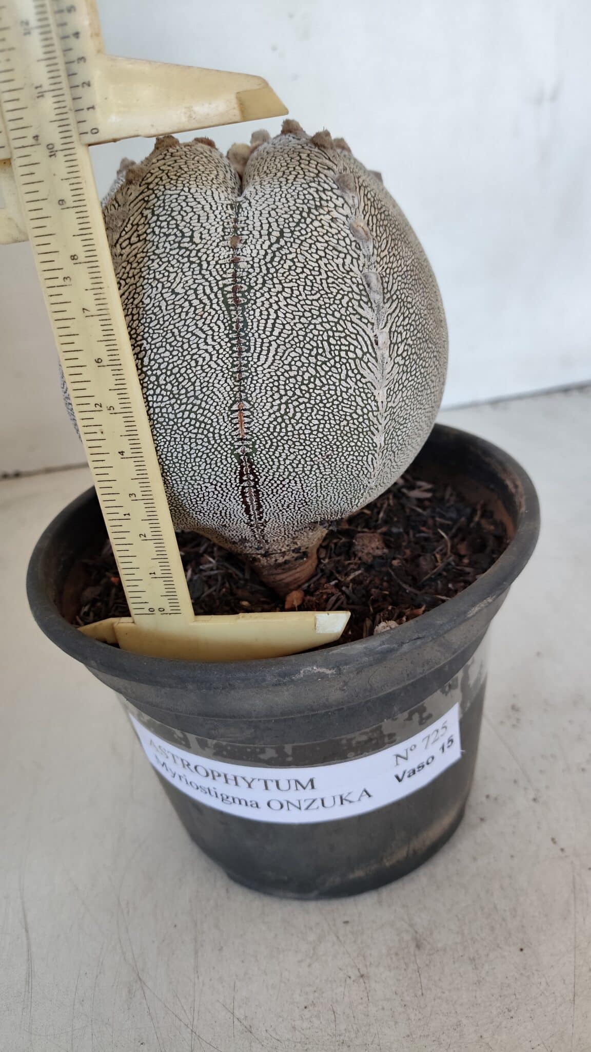 ASTROPHYTUM MYRIOSTIGMA Onzuka "V Type"  Nº 725 – vaso 15