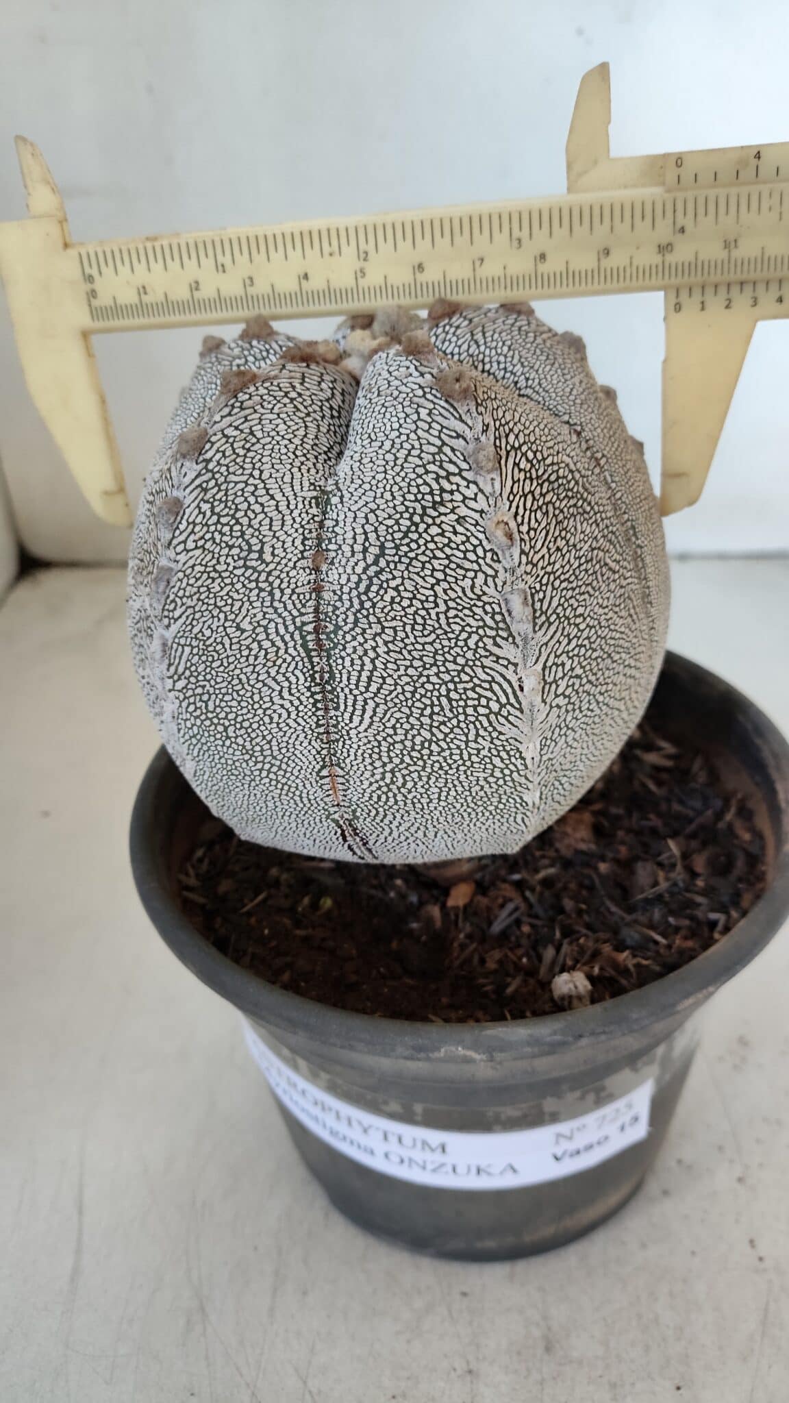 ASTROPHYTUM MYRIOSTIGMA Onzuka "V Type"  Nº 725 – vaso 15