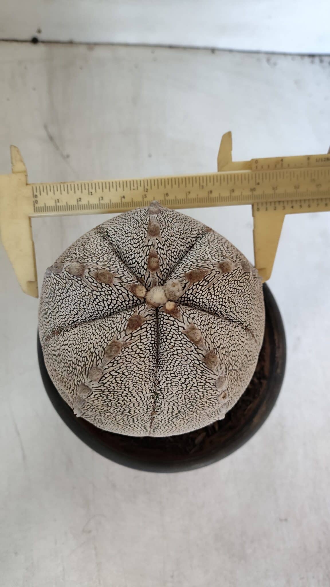 ASTROPHYTUM MYRIOSTIGMA Onzuka "V Type"  Nº 725 – vaso 15