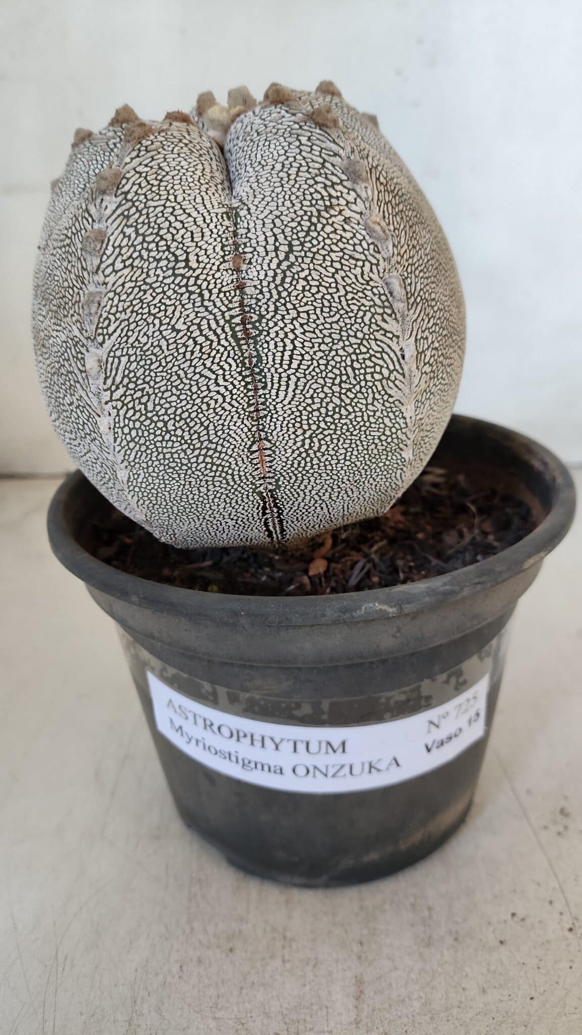 ASTROPHYTUM MYRIOSTIGMA Onzuka "V Type"  Nº 725 – vaso 15