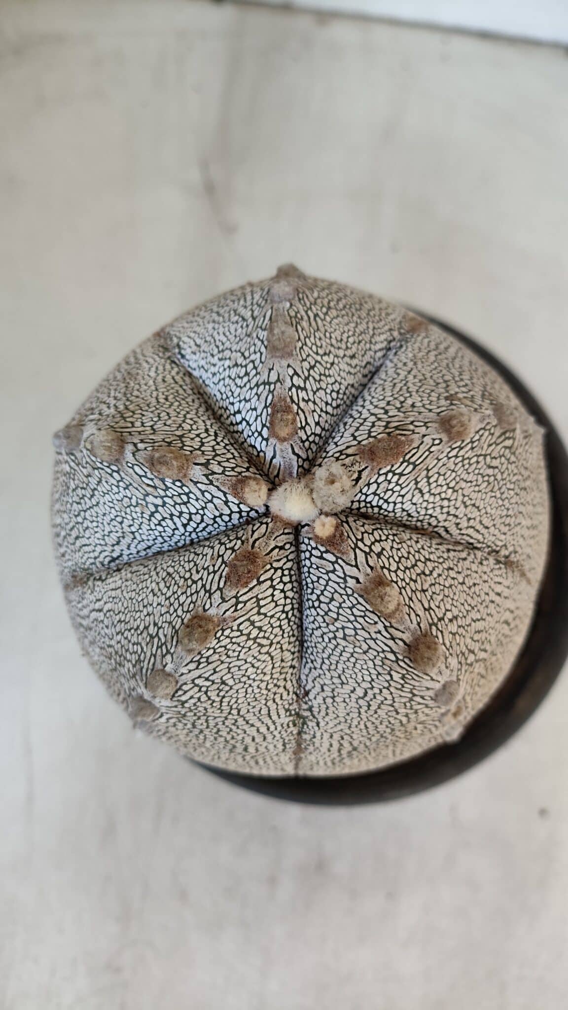 ASTROPHYTUM MYRIOSTIGMA Onzuka "V Type"  Nº 725 – vaso 15
