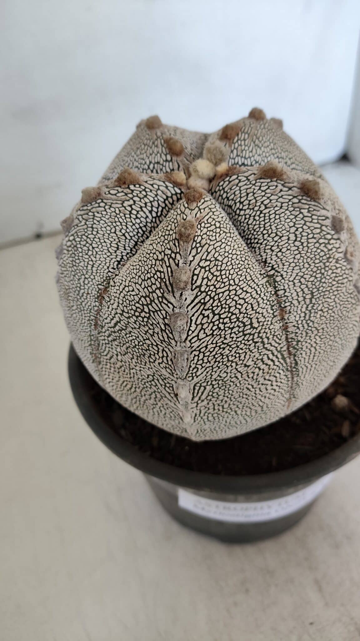 ASTROPHYTUM MYRIOSTIGMA Onzuka "V Type"  Nº 725 – vaso 15