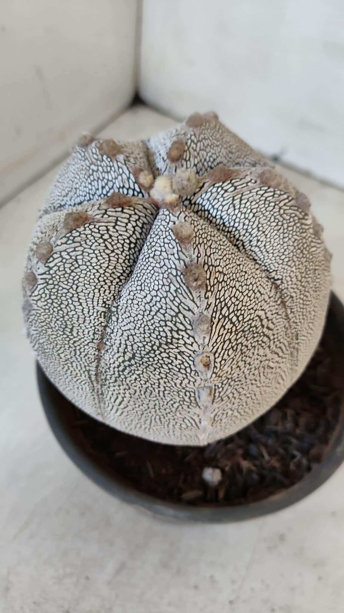 ASTROPHYTUM MYRIOSTIGMA Onzuka "V Type"  Nº 725 – vaso 15