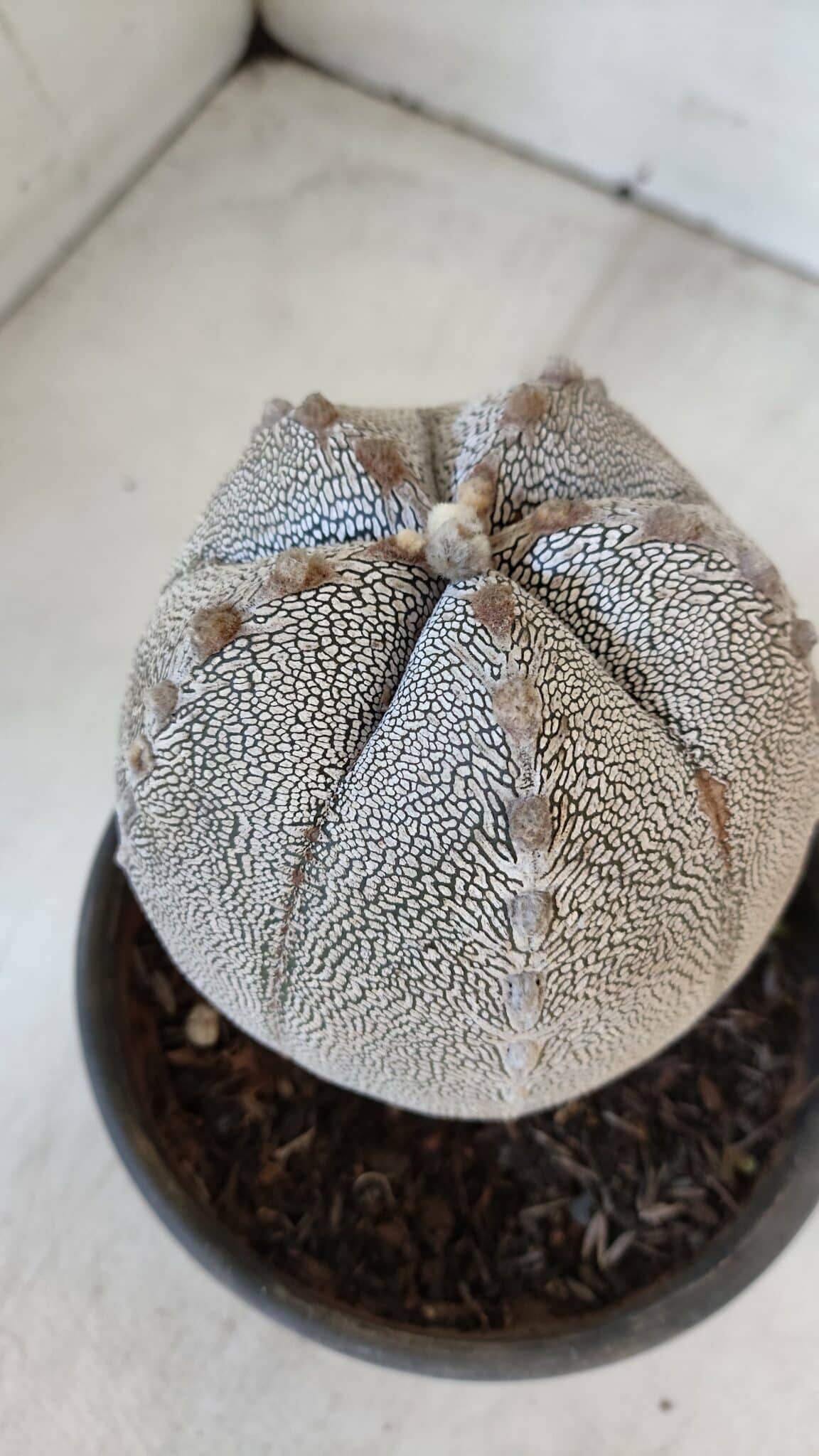 ASTROPHYTUM MYRIOSTIGMA Onzuka "V Type"  Nº 725 – vaso 15