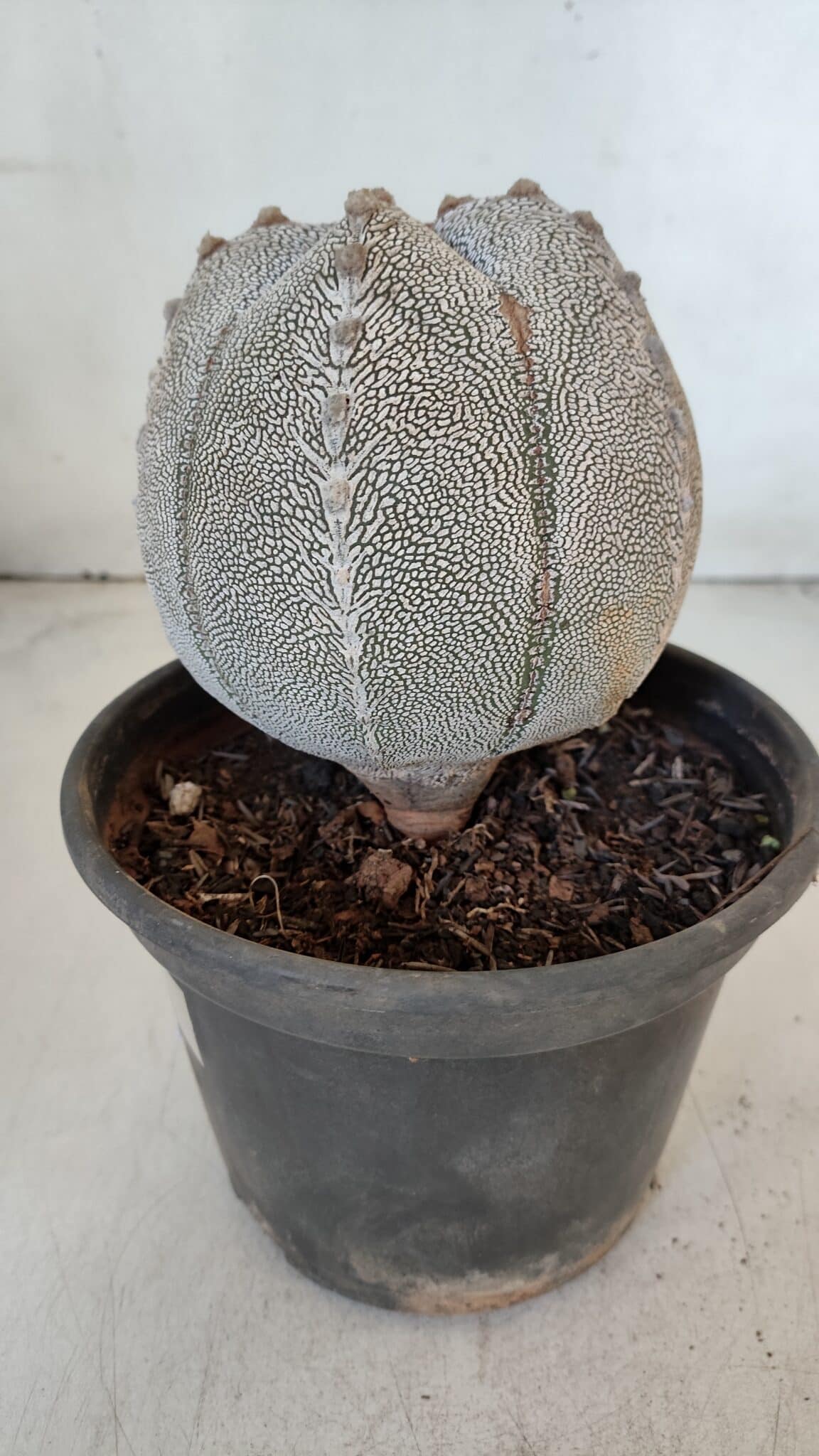 ASTROPHYTUM MYRIOSTIGMA Onzuka "V Type"  Nº 725 – vaso 15