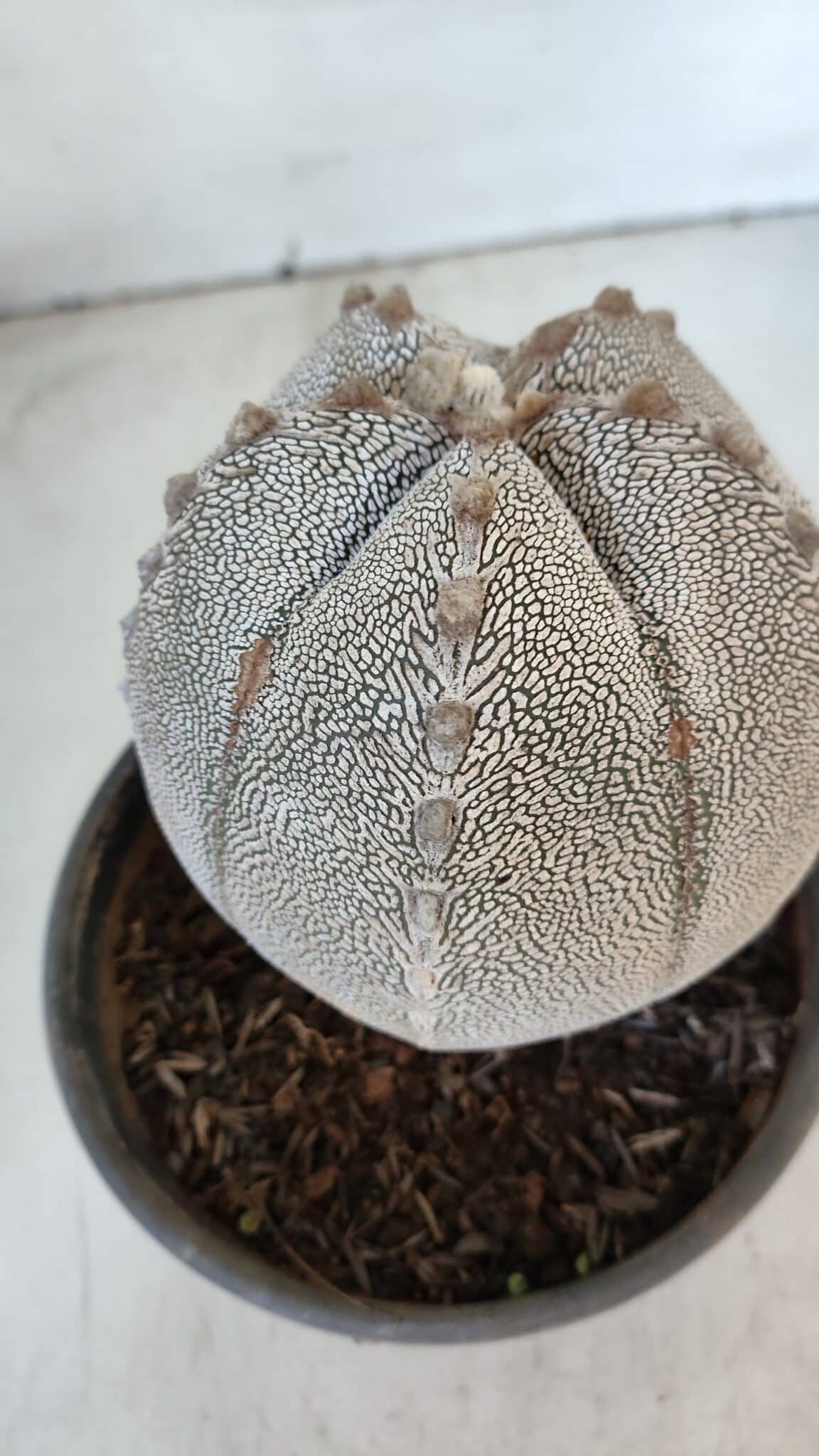 ASTROPHYTUM MYRIOSTIGMA Onzuka "V Type"  Nº 725 – vaso 15