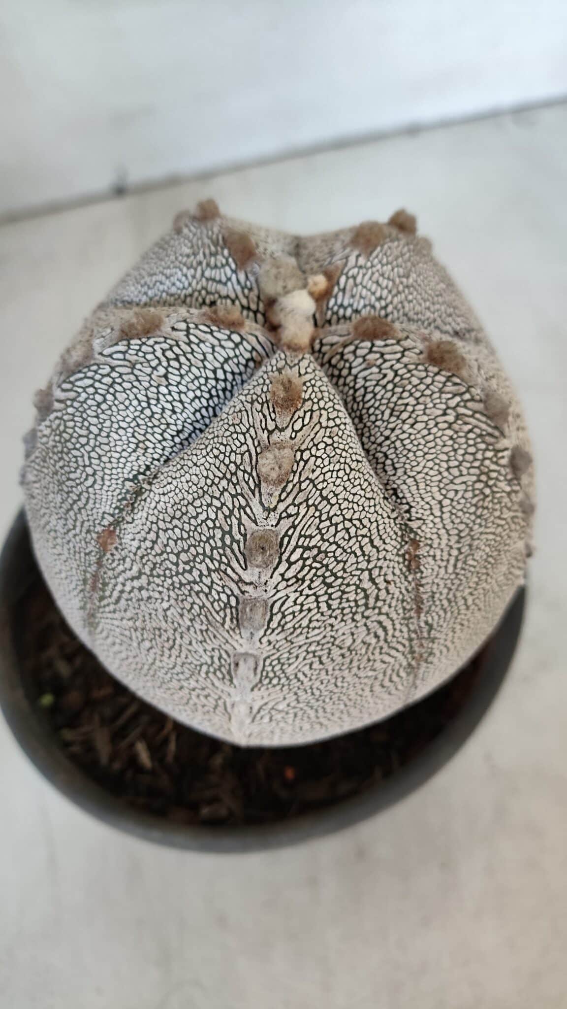ASTROPHYTUM MYRIOSTIGMA Onzuka "V Type"  Nº 725 – vaso 15