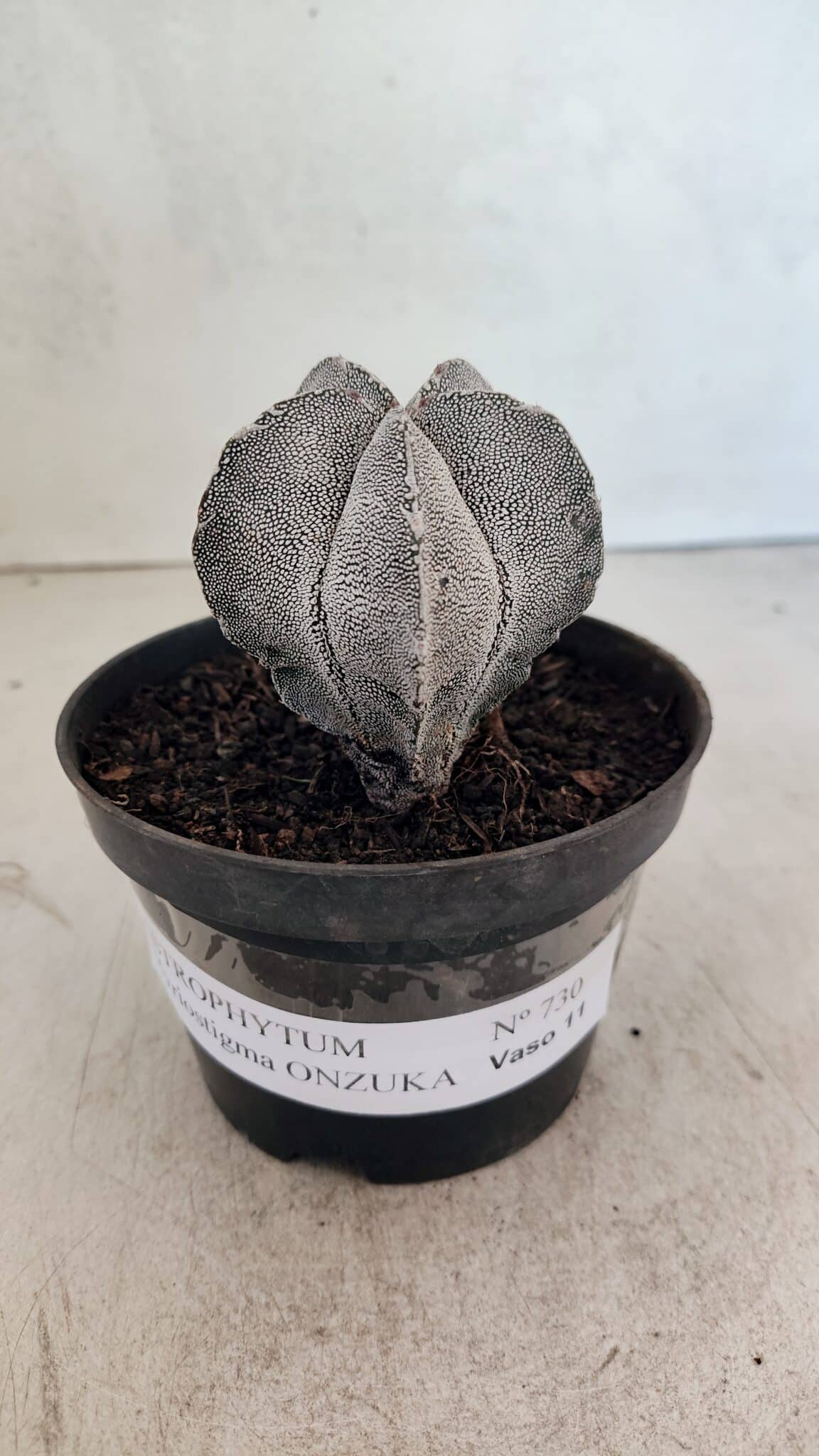 ASTROPHYTUM MYRIOSTIGMA Onzuka  Nº 730 – vaso 11 - foto 2