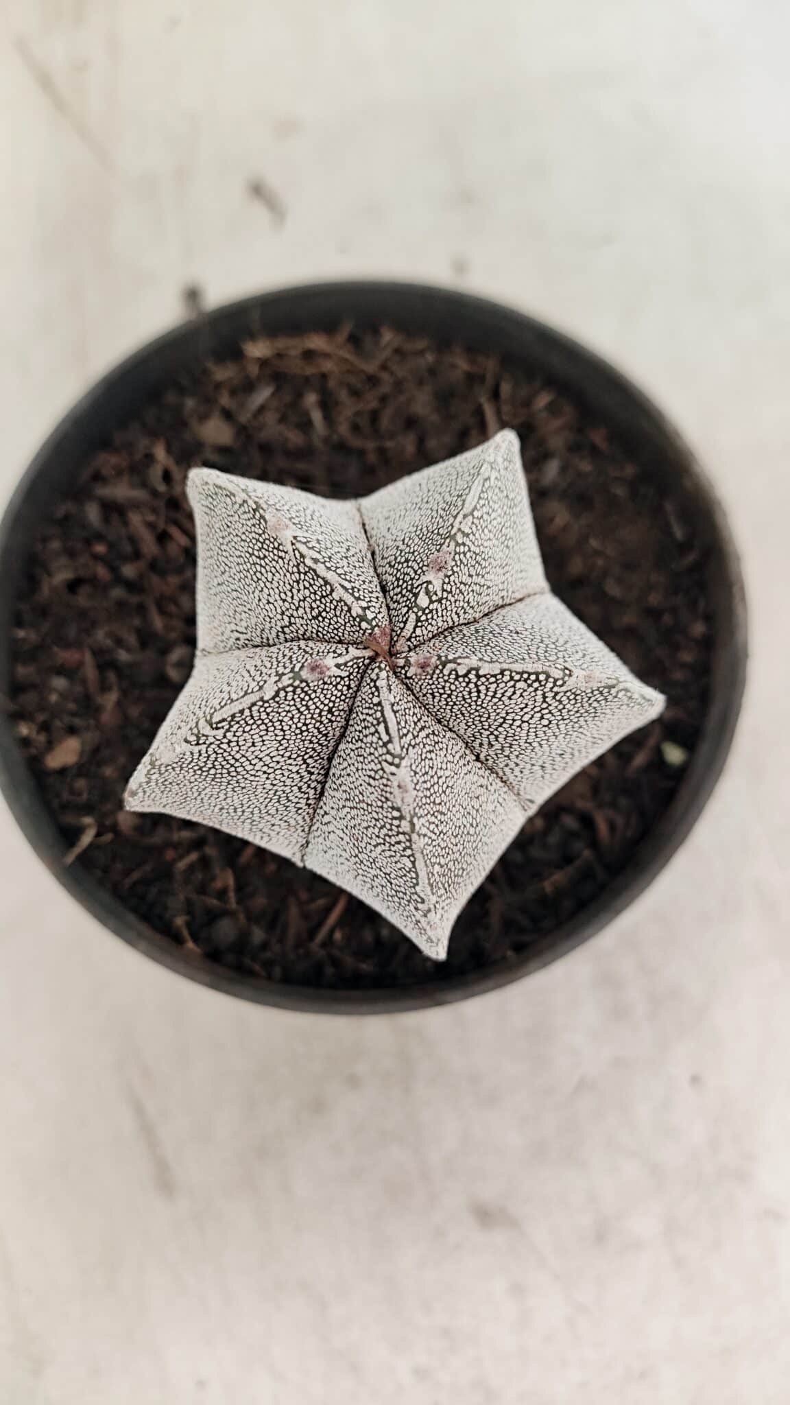 ASTROPHYTUM MYRIOSTIGMA Onzuka  Nº 730 – vaso 11 - foto 10