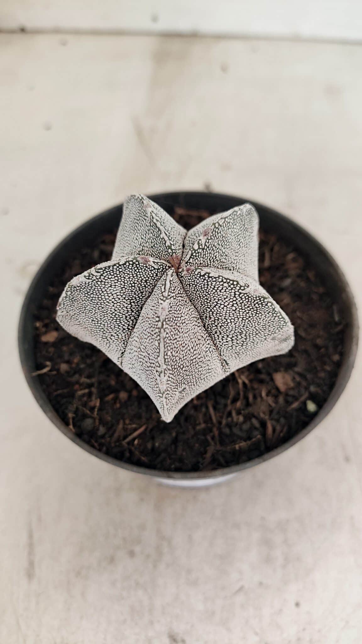ASTROPHYTUM MYRIOSTIGMA Onzuka  Nº 730 – vaso 11 - foto 9