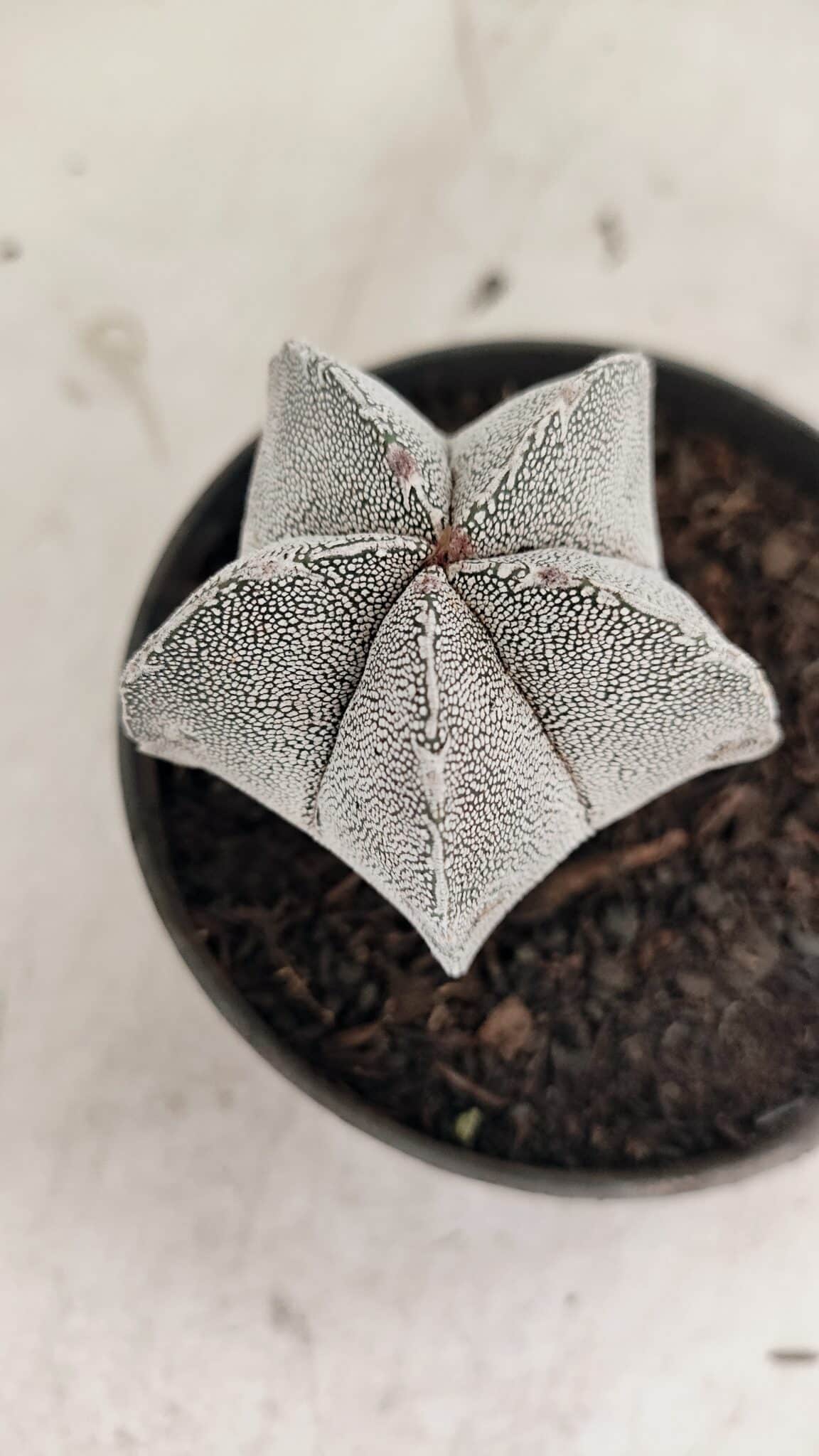 ASTROPHYTUM MYRIOSTIGMA Onzuka  Nº 730 – vaso 11 - foto 8