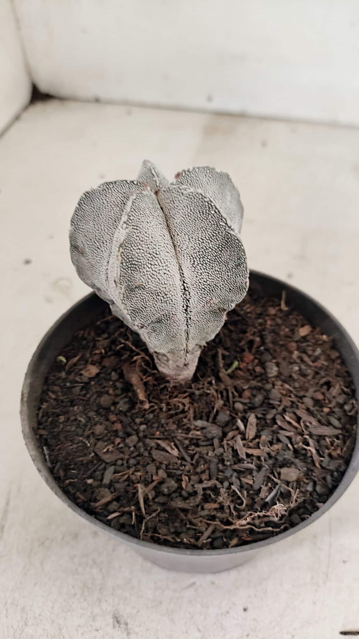 ASTROPHYTUM MYRIOSTIGMA Onzuka  Nº 730 – vaso 11 - foto 7