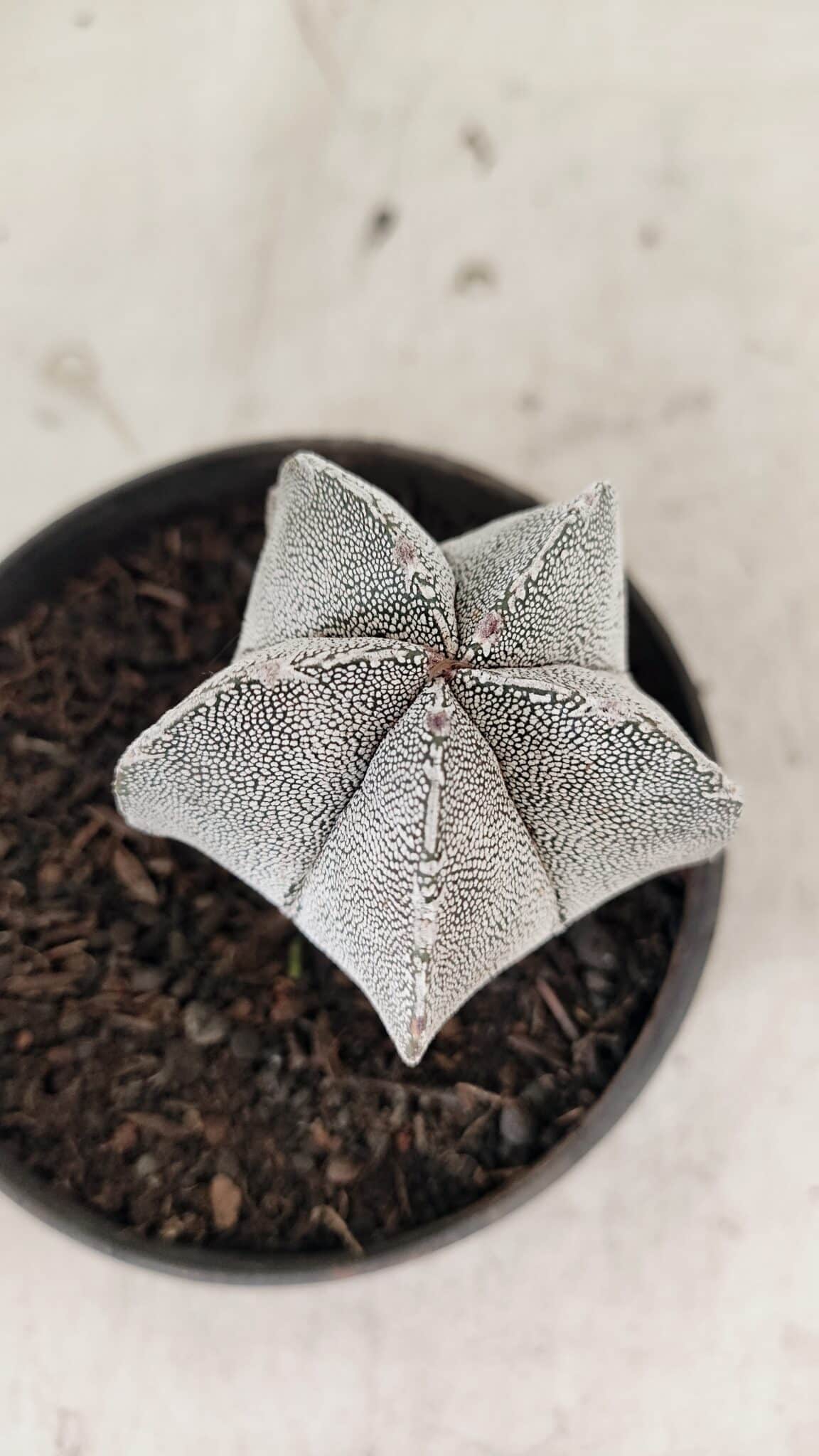 ASTROPHYTUM MYRIOSTIGMA Onzuka  Nº 730 – vaso 11 - foto 6