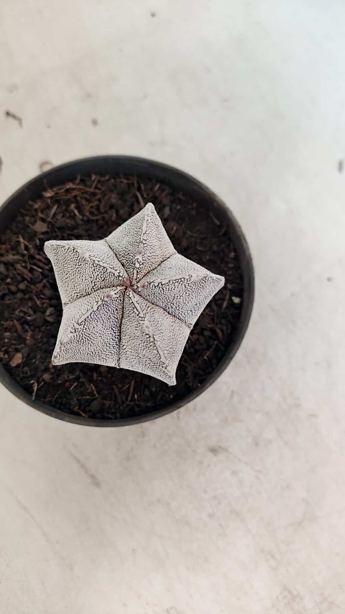 ASTROPHYTUM MYRIOSTIGMA Onzuka  Nº 730 – vaso 11 - foto 5
