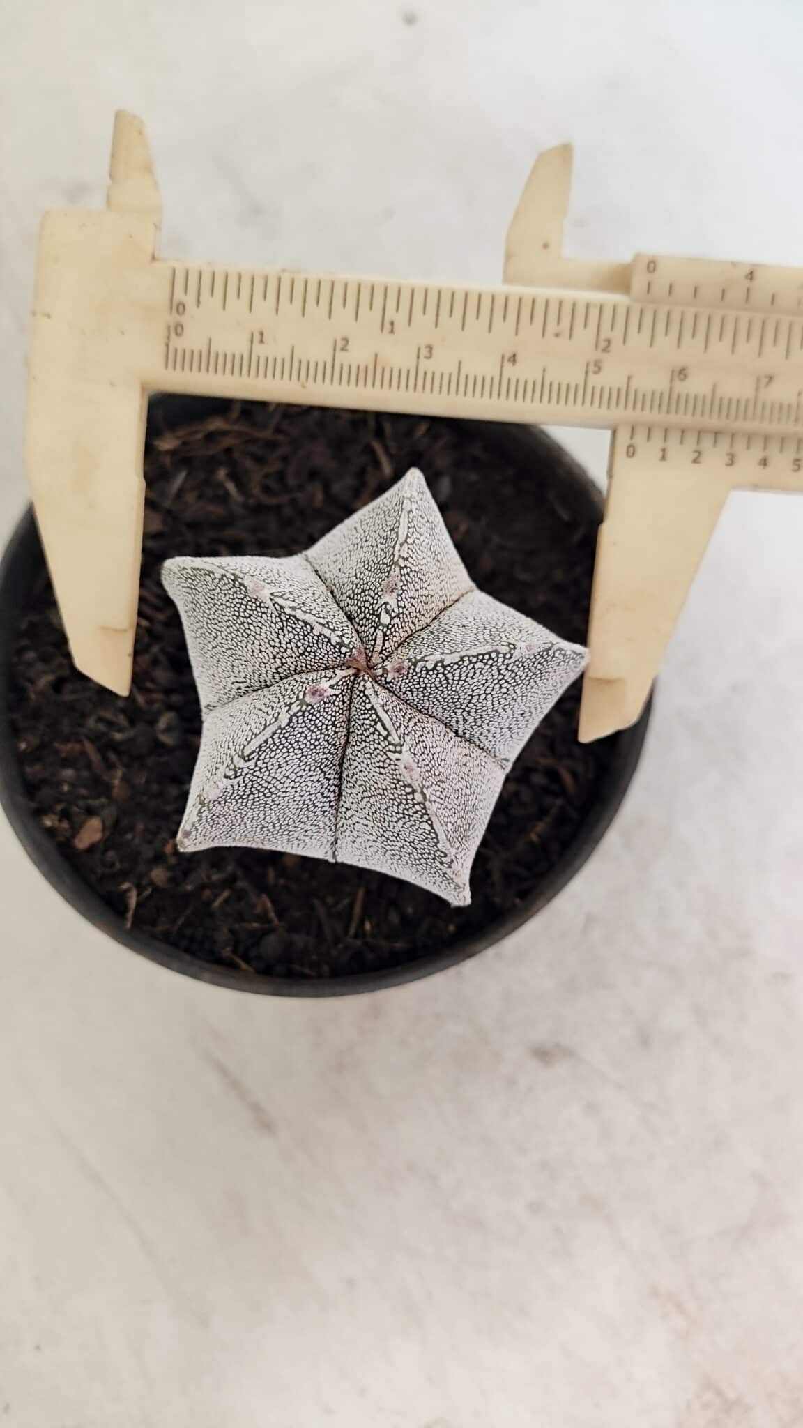 ASTROPHYTUM MYRIOSTIGMA Onzuka  Nº 730 – vaso 11 - foto 4