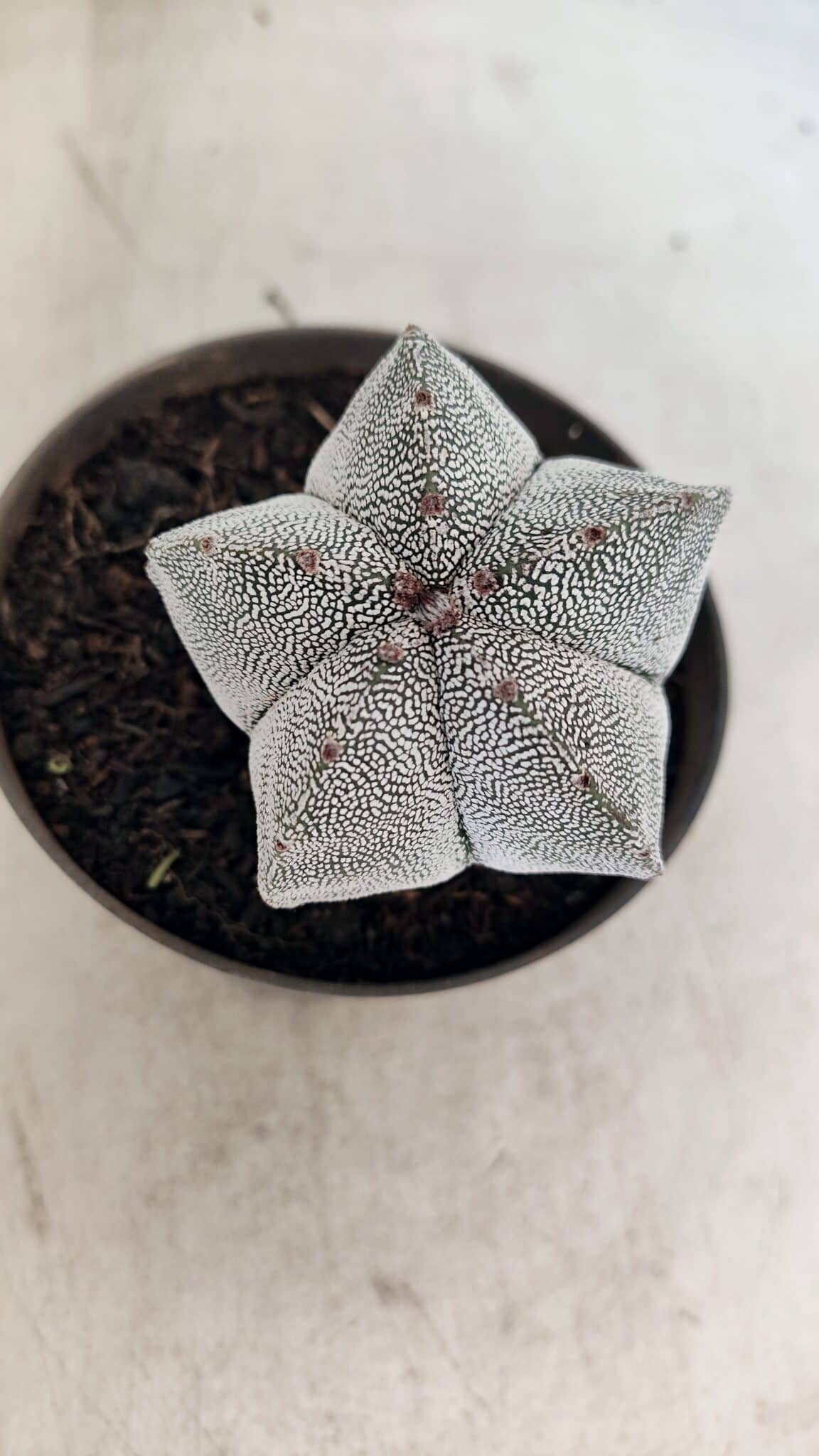 ASTROPHYTUM MYRIOSTIGMA Onzuka  Nº 730 – vaso 11 - foto 3
