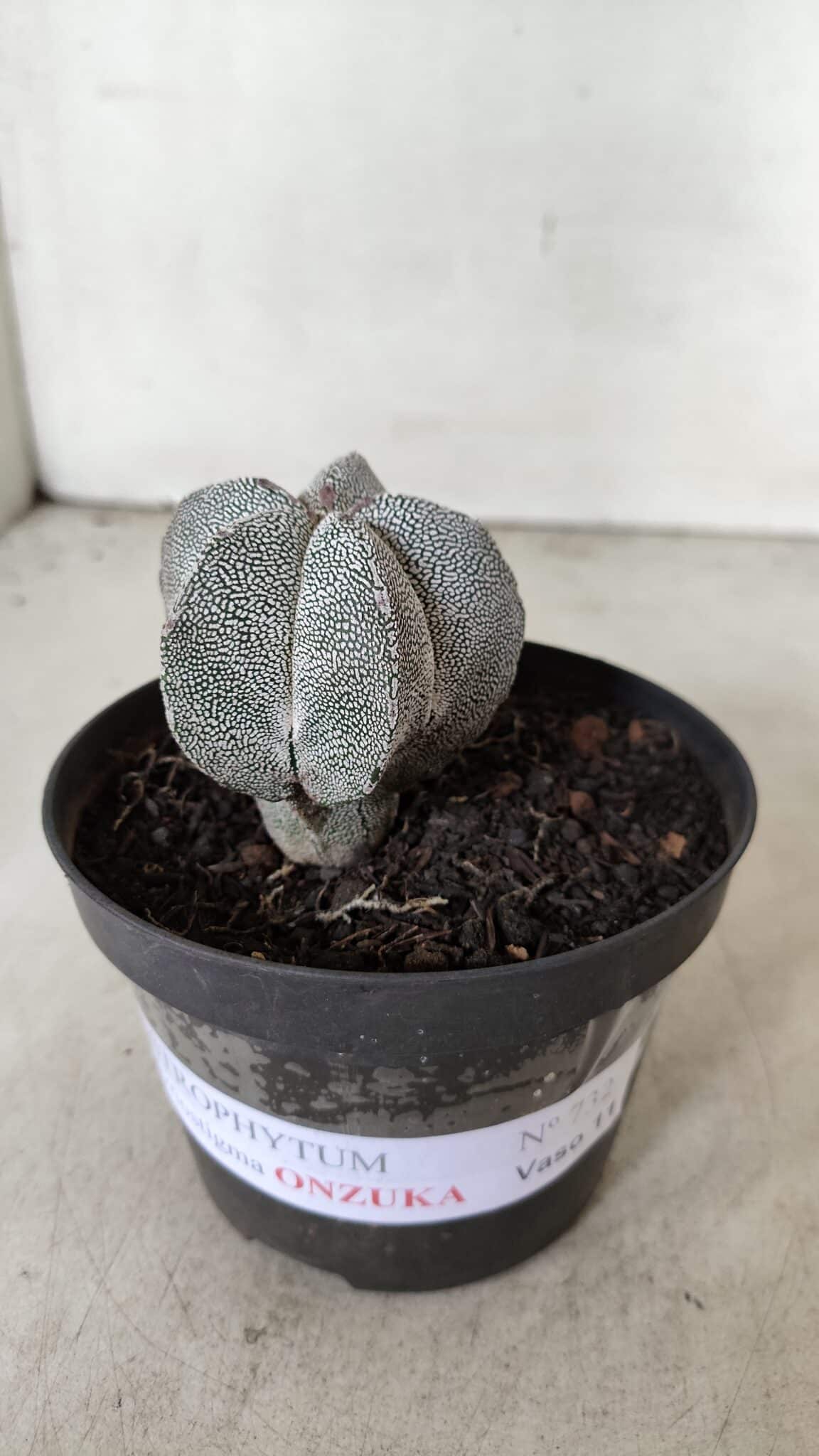 ASTROPHYTUM MYRIOSTIGMA Onzuka  Nº 732 – vaso 11 - foto 2