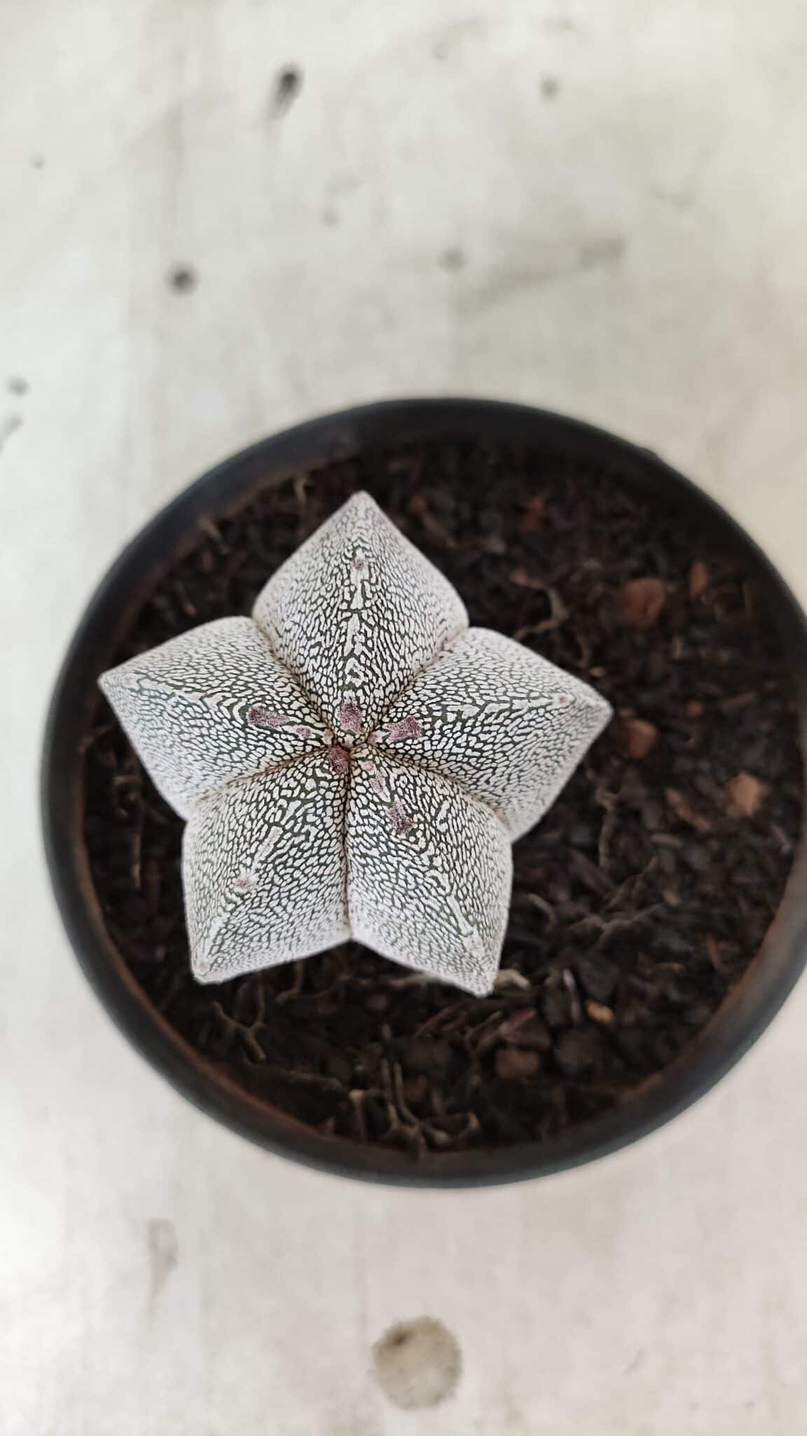 ASTROPHYTUM MYRIOSTIGMA Onzuka  Nº 732 – vaso 11 - foto 9