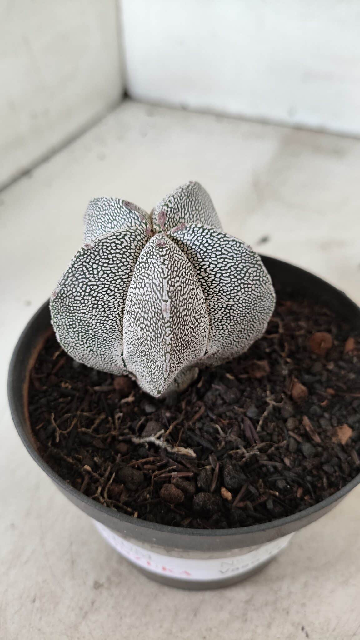 ASTROPHYTUM MYRIOSTIGMA Onzuka  Nº 732 – vaso 11 - foto 8
