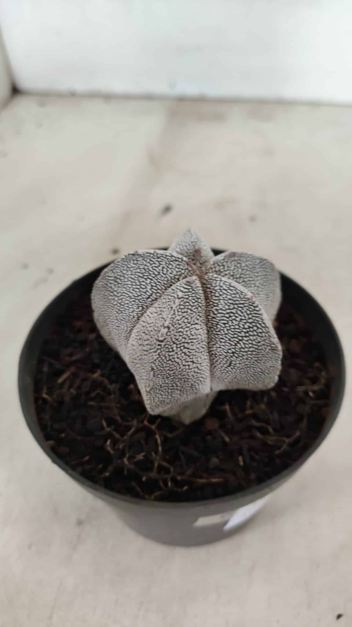 ASTROPHYTUM MYRIOSTIGMA Onzuka  Nº 732 – vaso 11 - foto 7