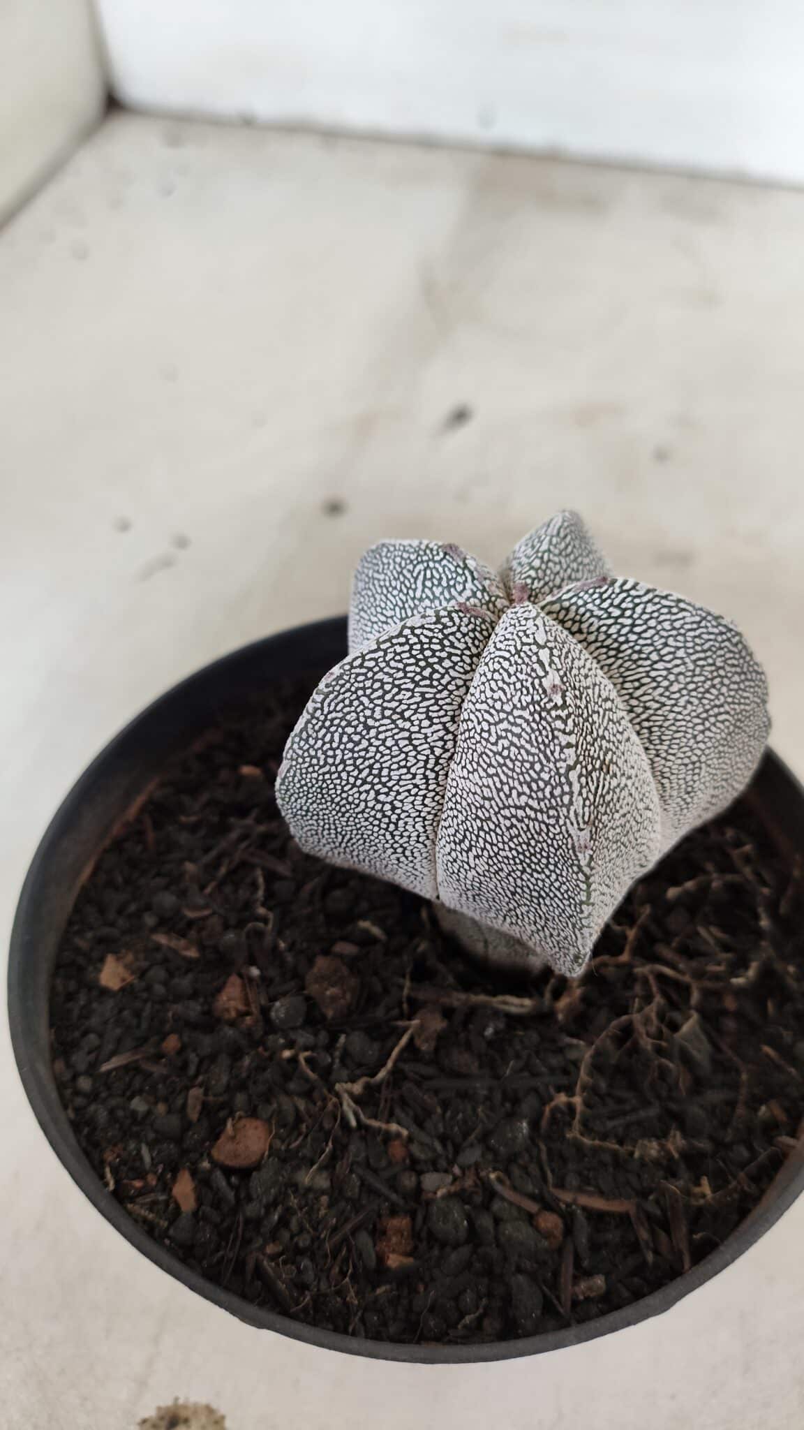 ASTROPHYTUM MYRIOSTIGMA Onzuka  Nº 732 – vaso 11 - foto 6