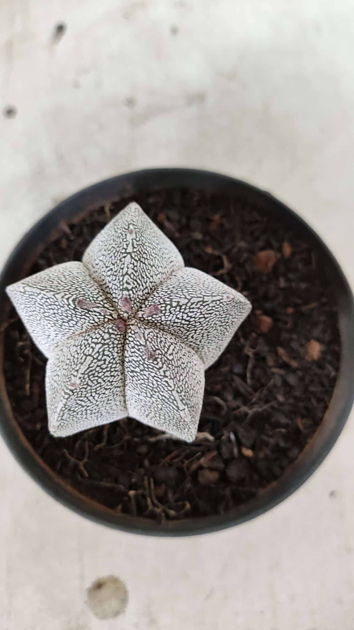 ASTROPHYTUM MYRIOSTIGMA Onzuka  Nº 732 – vaso 11 - foto 3