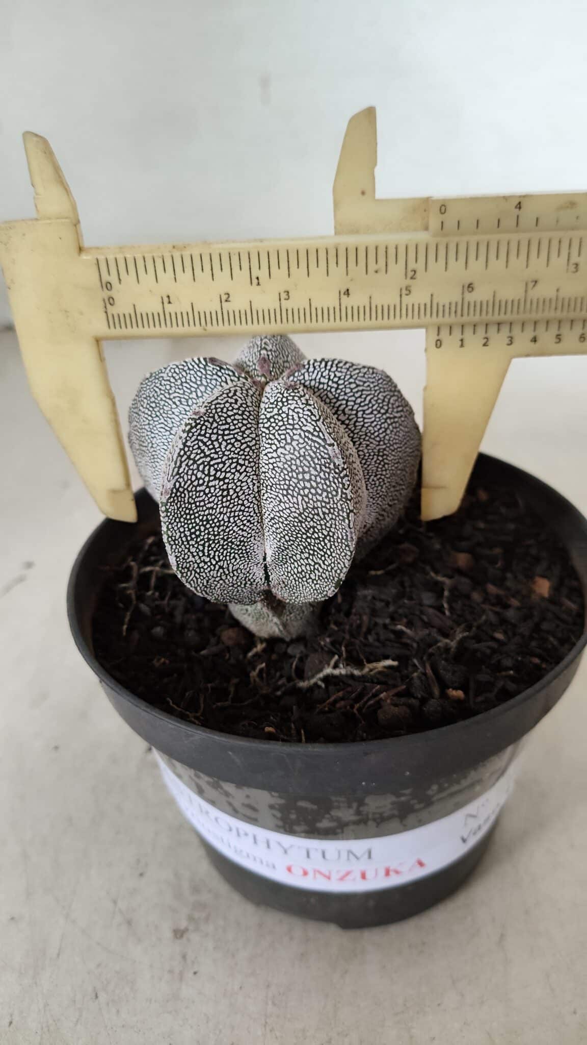 ASTROPHYTUM MYRIOSTIGMA Onzuka  Nº 732 – vaso 11 - foto 4