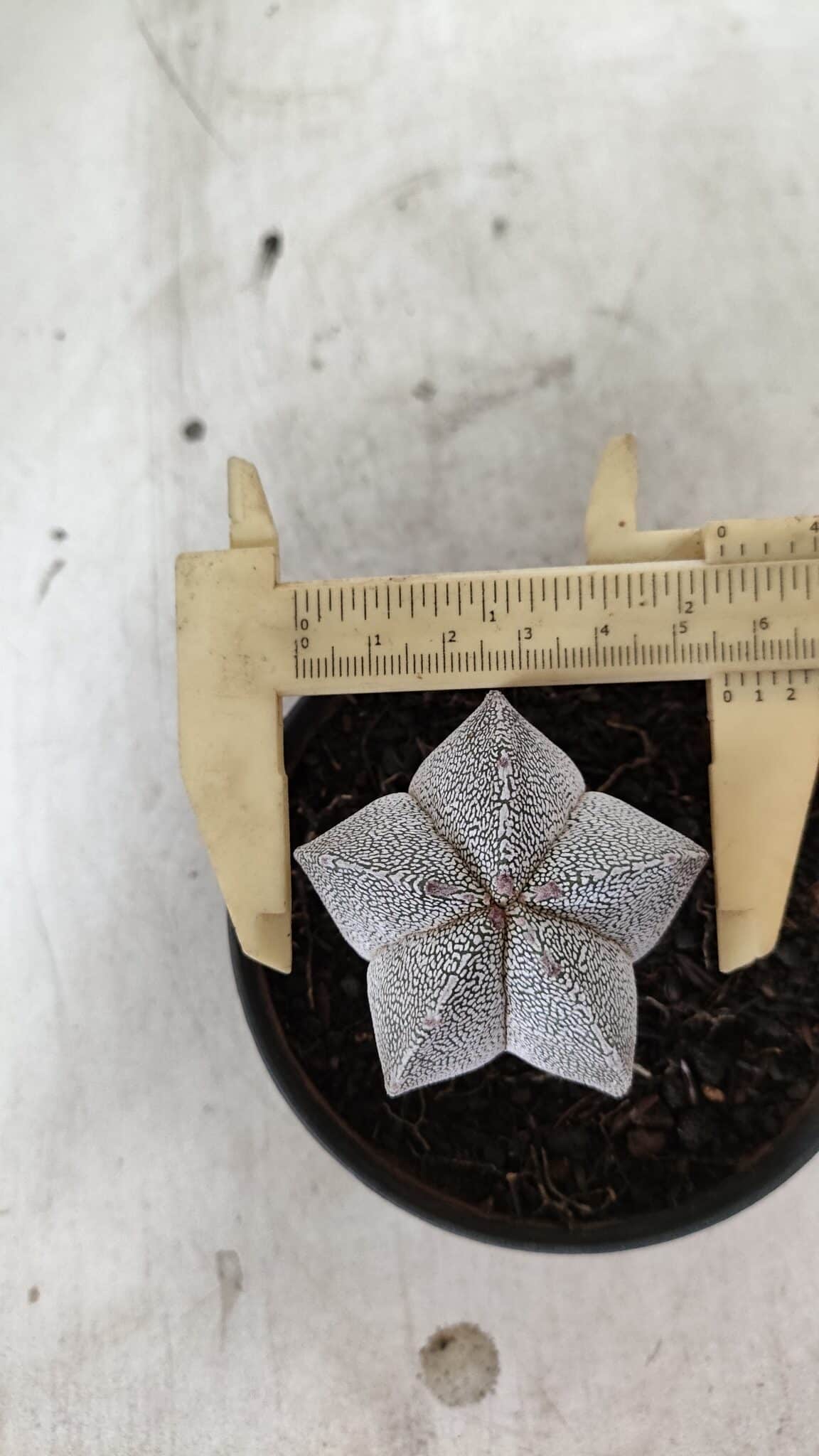 ASTROPHYTUM MYRIOSTIGMA Onzuka  Nº 732 – vaso 11 - foto 5