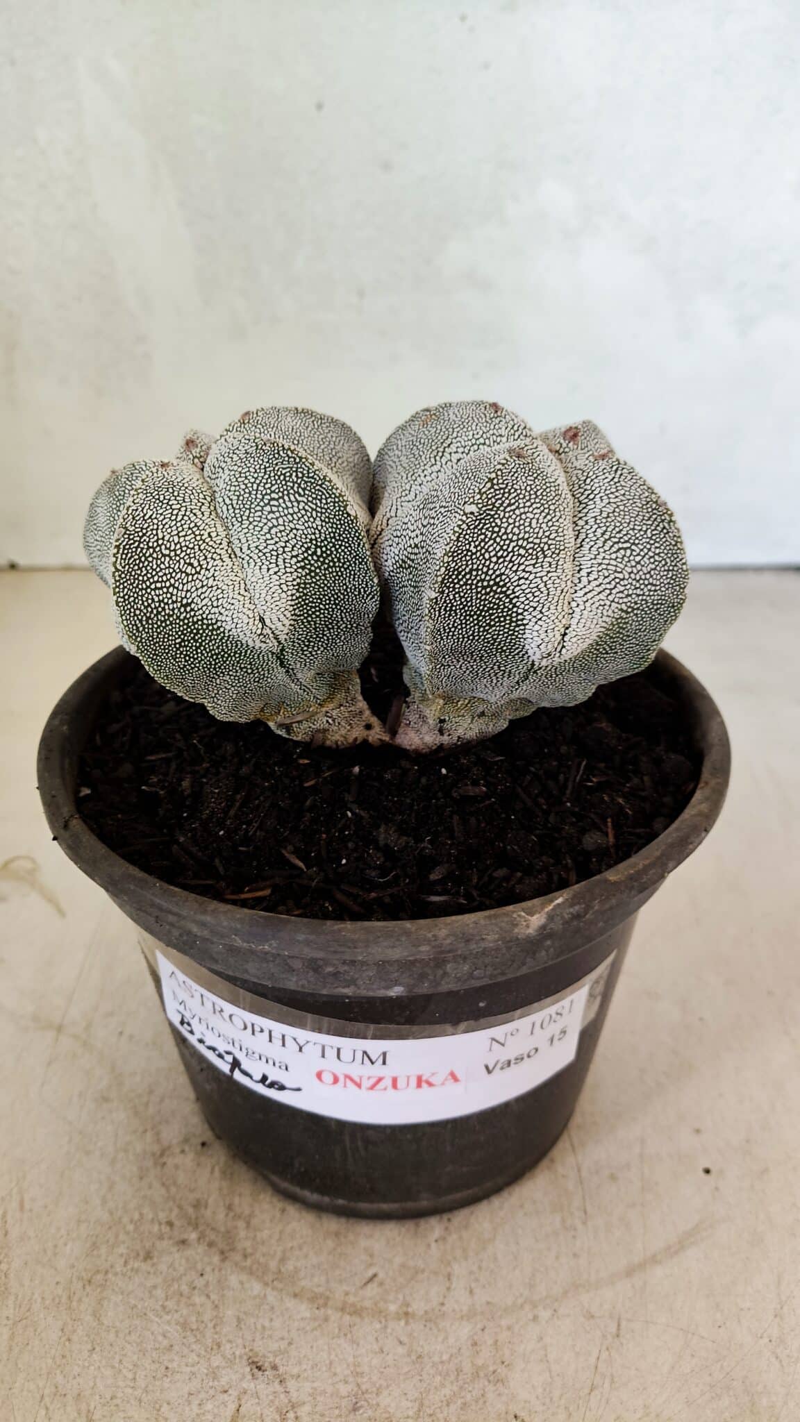 ASTROPHYTUM MYRIOSTIGMA Onzuka "Bicéfalo"  Nº 1081 – vaso 15 - foto 2