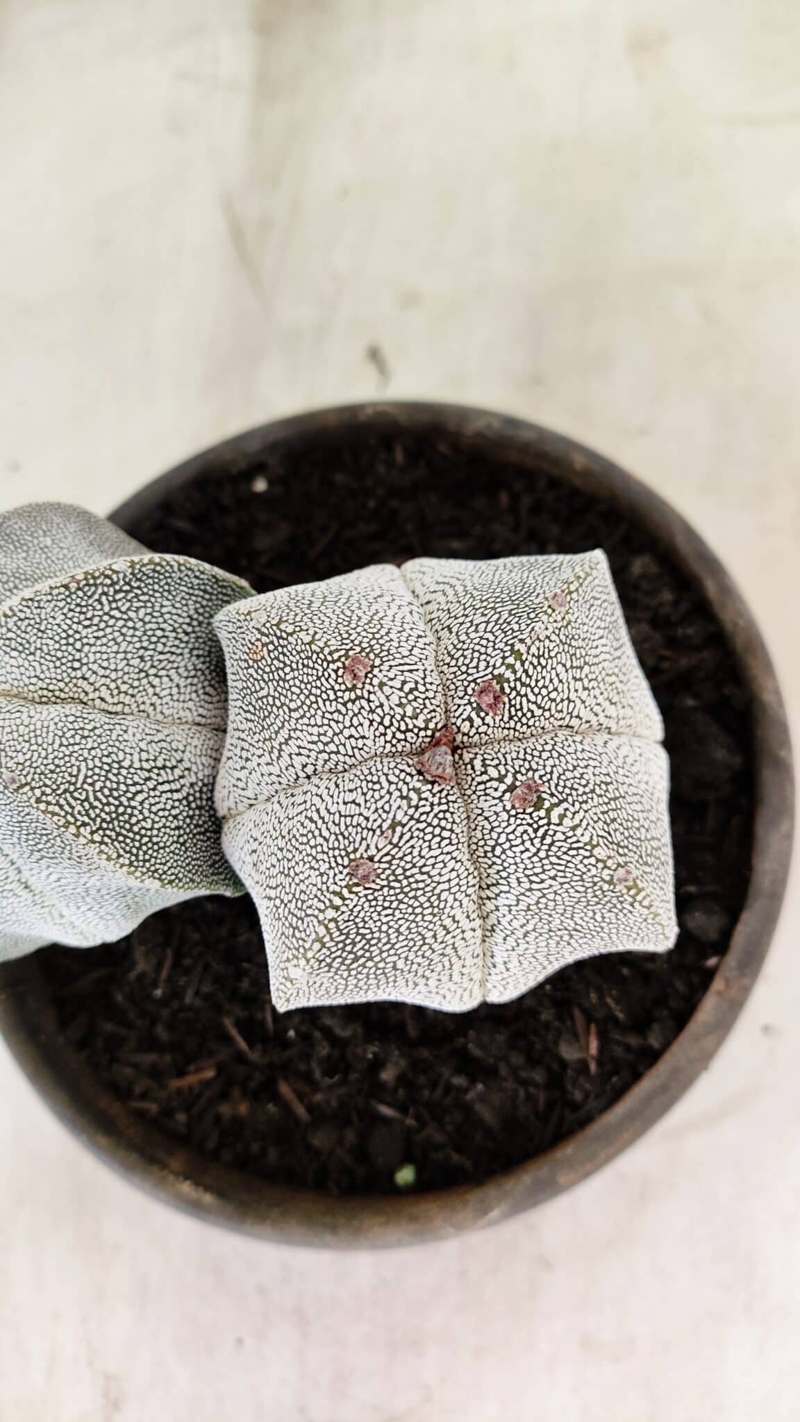 ASTROPHYTUM MYRIOSTIGMA Onzuka "Bicéfalo"  Nº 1081 – vaso 15 - foto 9