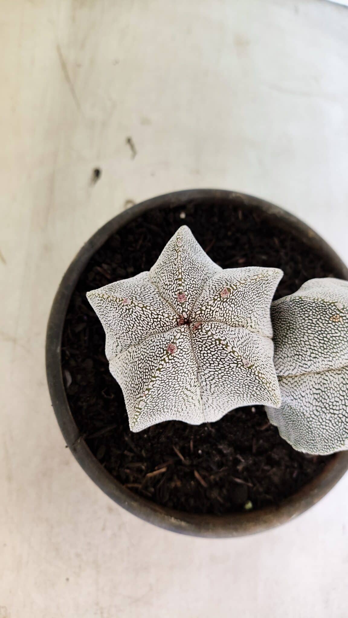 ASTROPHYTUM MYRIOSTIGMA Onzuka "Bicéfalo"  Nº 1081 – vaso 15 - foto 8