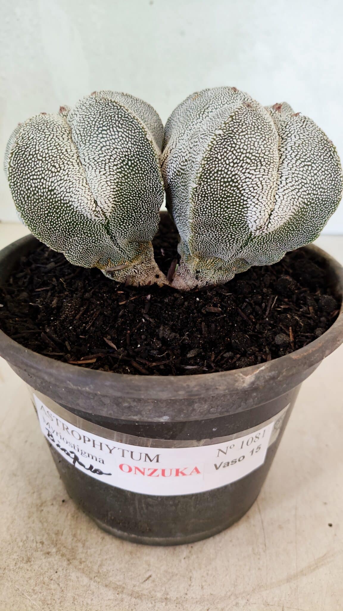 ASTROPHYTUM MYRIOSTIGMA Onzuka "Bicéfalo"  Nº 1081 – vaso 15 - foto 10