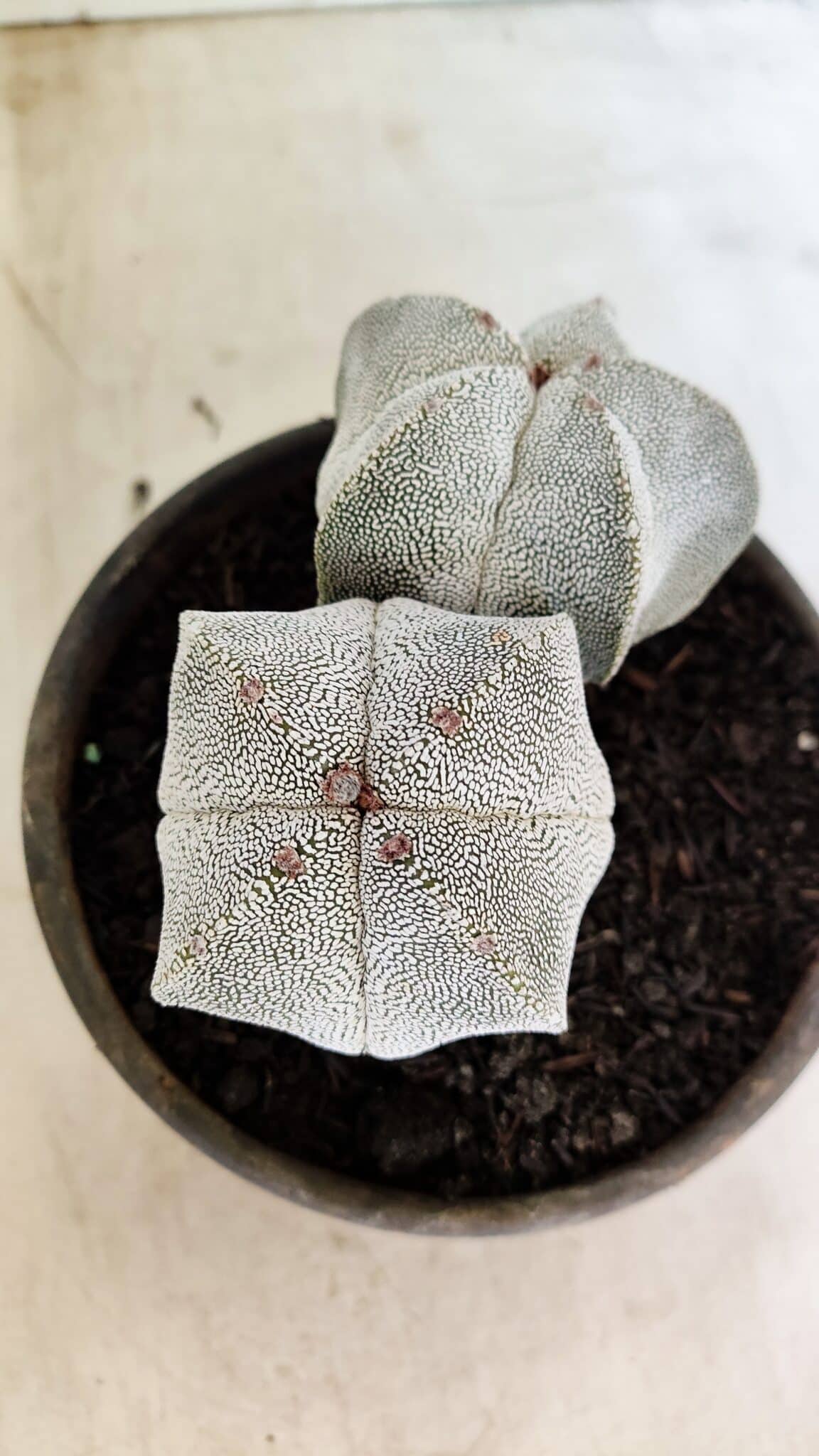 ASTROPHYTUM MYRIOSTIGMA Onzuka "Bicéfalo"  Nº 1081 – vaso 15 - foto 6